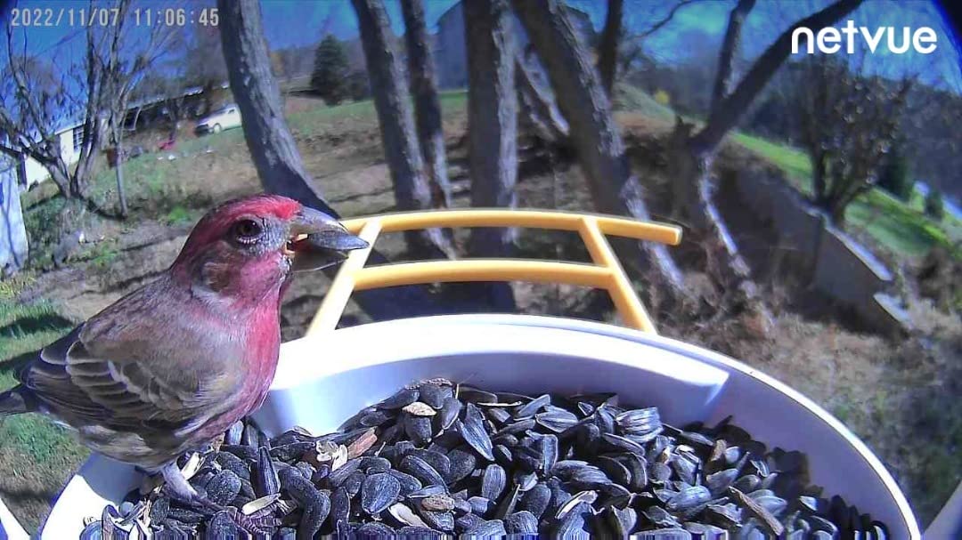 NETVUE by Birdfy Smart Bird Feeder with Camera - AI Identifies Birds Species, 2MP Night Vision & App Alerts, 2.4GHz Wi-Fi, IP65 Weatherproof Bird Camera, Gift for Backyard BirdWatchers customer photo 2