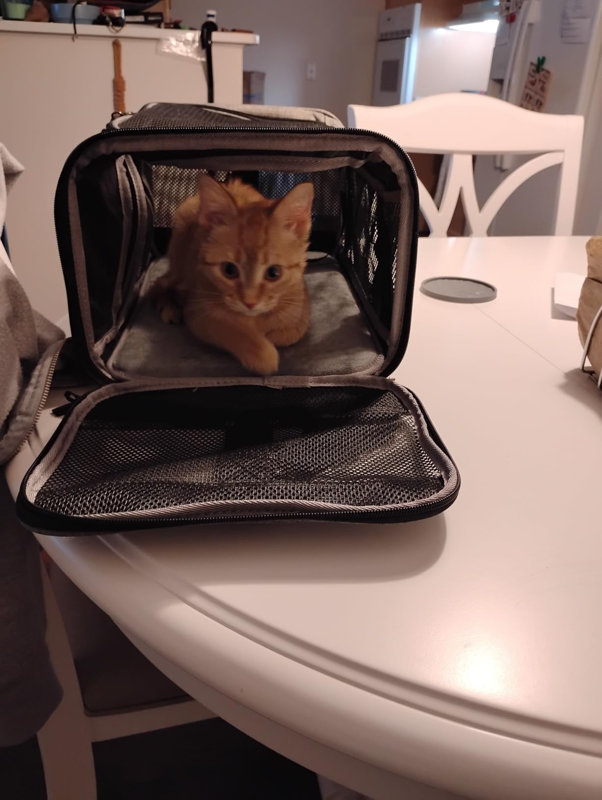 Airline Approved Pet Carrier, Collapsible Cat Carrier, Expandable Dog Carrier, 900D High Density Oxford Cloth, Wear-Resisting, Anti Tearing, Safety Lock Zipper, Reflective Tape customer photo 1