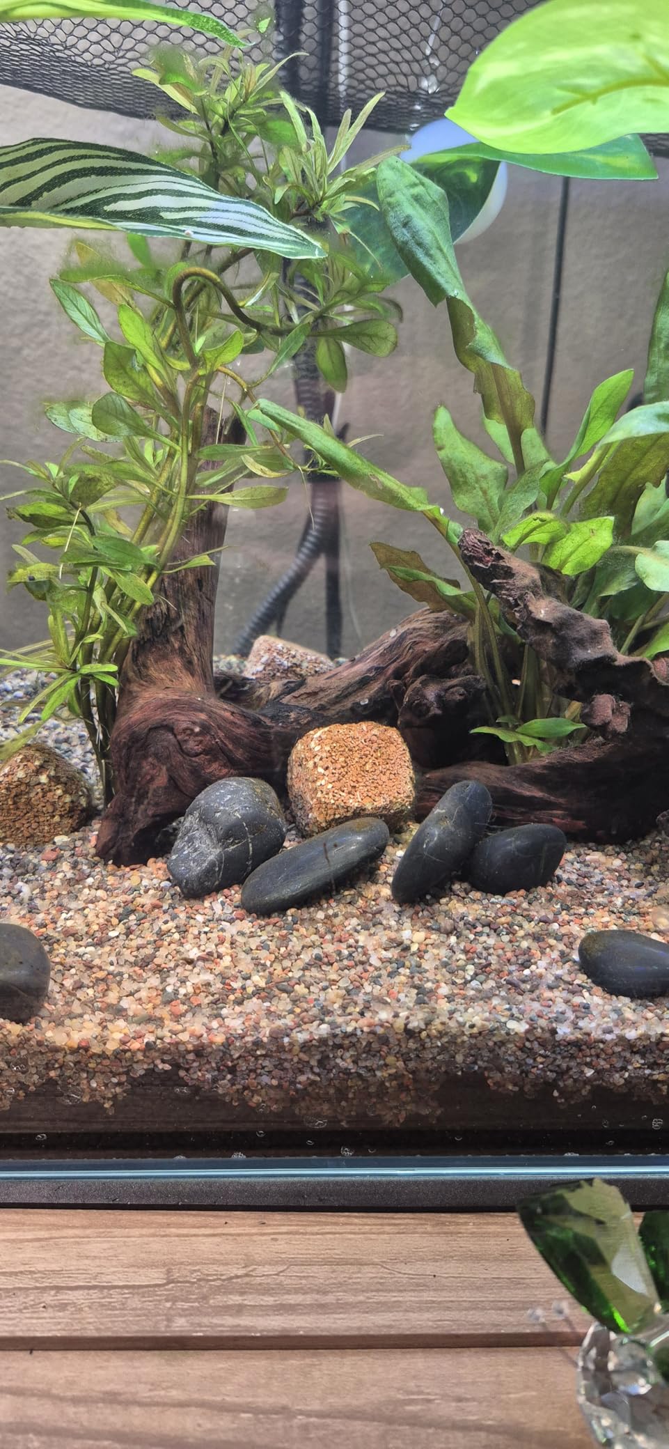 Fluval 12696 Natural Mineral-Rich Volcanic Soil Bio Stratum for Planted Tanks, 4.4 lbs. - Aquarium Substrate for Healthy Plant Development, Growth, and Color customer photo 1
