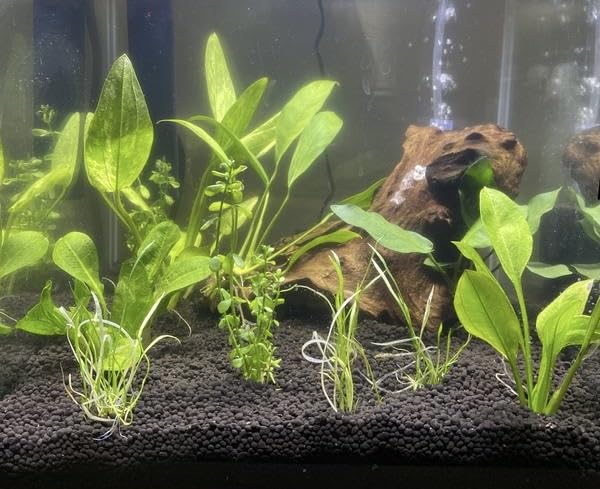 Fluval 12696 Natural Mineral-Rich Volcanic Soil Bio Stratum for Planted Tanks, 4.4 lbs. - Aquarium Substrate for Healthy Plant Development, Growth, and Color customer photo 2
