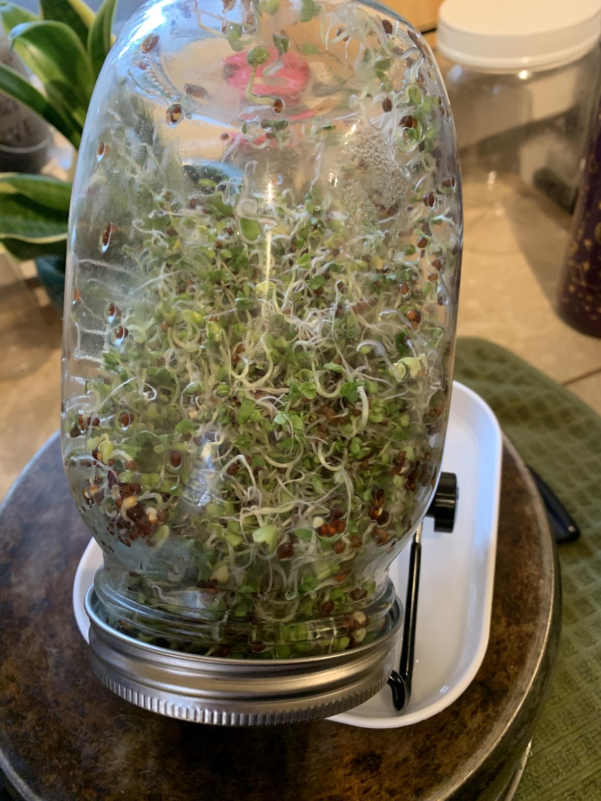 Lulonpon Sprouting Kit, One Pieces Seed Sprouting Jar Kit, Wide Mouth Quart Mason Jars with 304 Stainless Steel Screen Sprout Lids,86mm Caliber with Tray,Stand,Shading Bag and Brush,for Bean Sprouts customer photo 1
