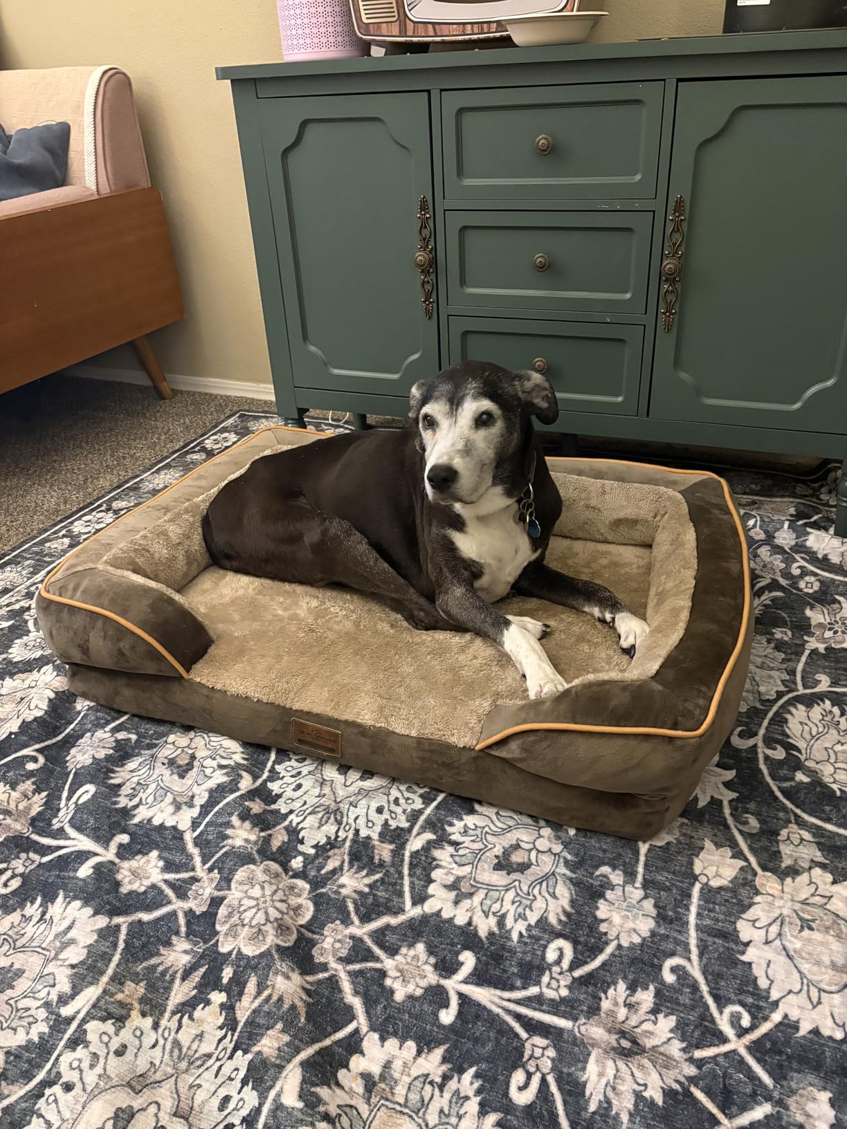 Comfort Expression Waterproof Orthopedic Dog Bed for Extra Large Dogs | Supportive Egg Crate Foam XL Pet Bed with Removable Bolster, Dog Couch with Washable Cover & Non-Slip Bottom, 42x30 Inch customer photo 1