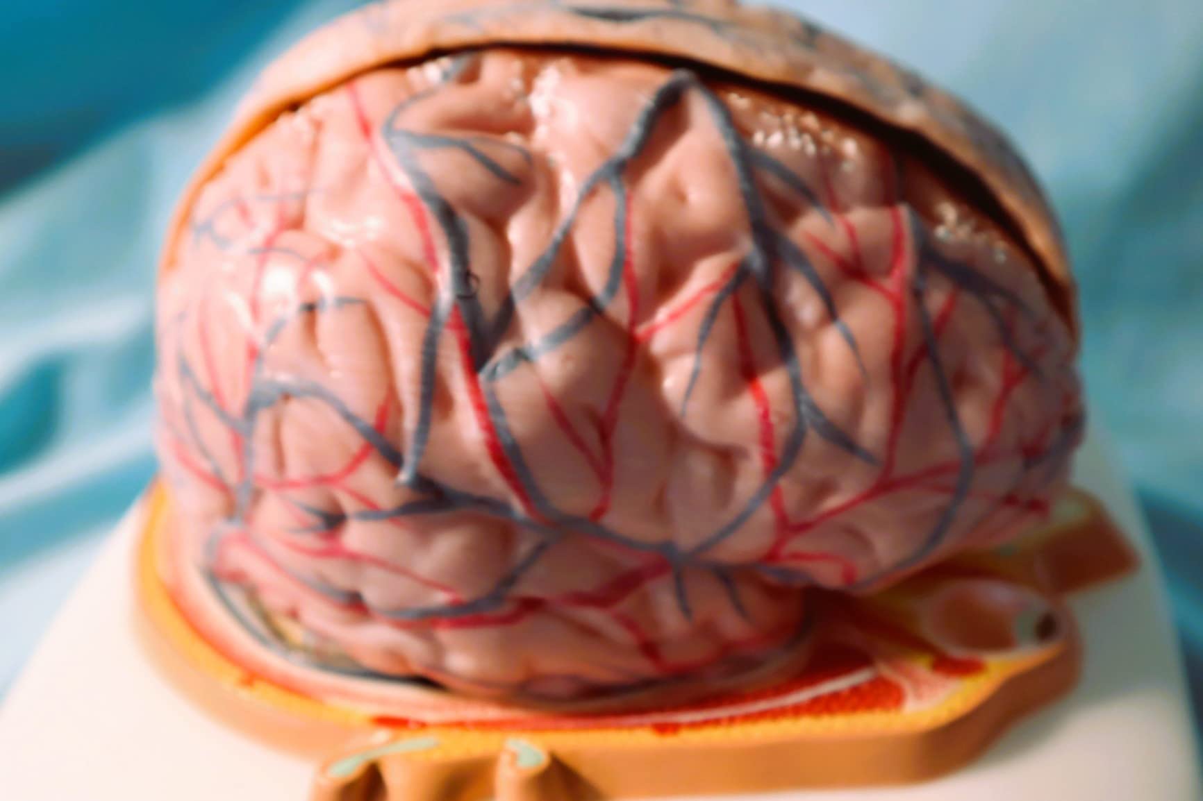 EVOTECH SCIENTIFIC Human Brain Model w/Arteries, 7 Parts Life Size Anatomy Brain Model on a Base Show Horizontal Plain Through Eyeball Level for Science Classroom Study Display, Manual Included customer photo 1