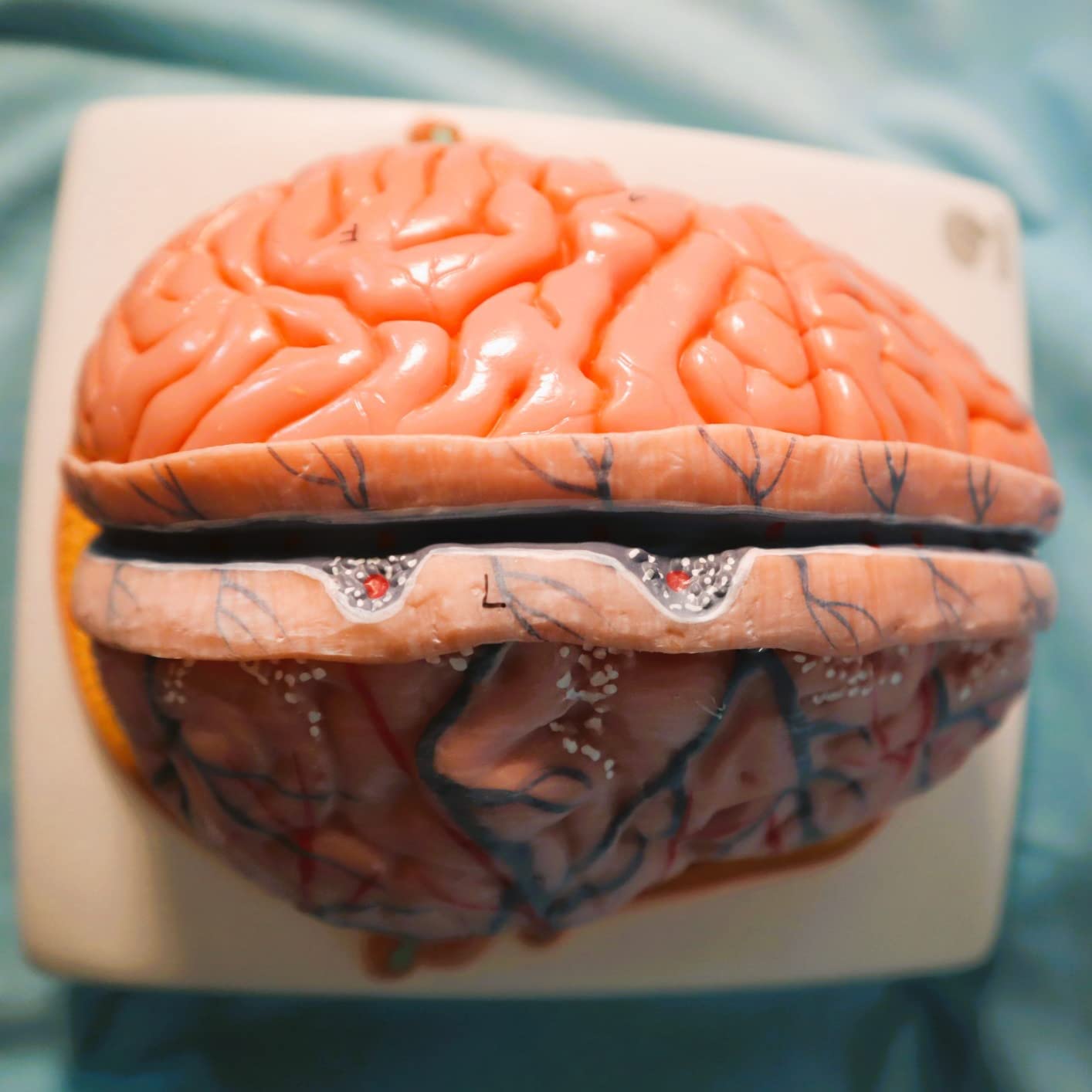 EVOTECH SCIENTIFIC Human Brain Model w/Arteries, 7 Parts Life Size Anatomy Brain Model on a Base Show Horizontal Plain Through Eyeball Level for Science Classroom Study Display, Manual Included customer photo 2