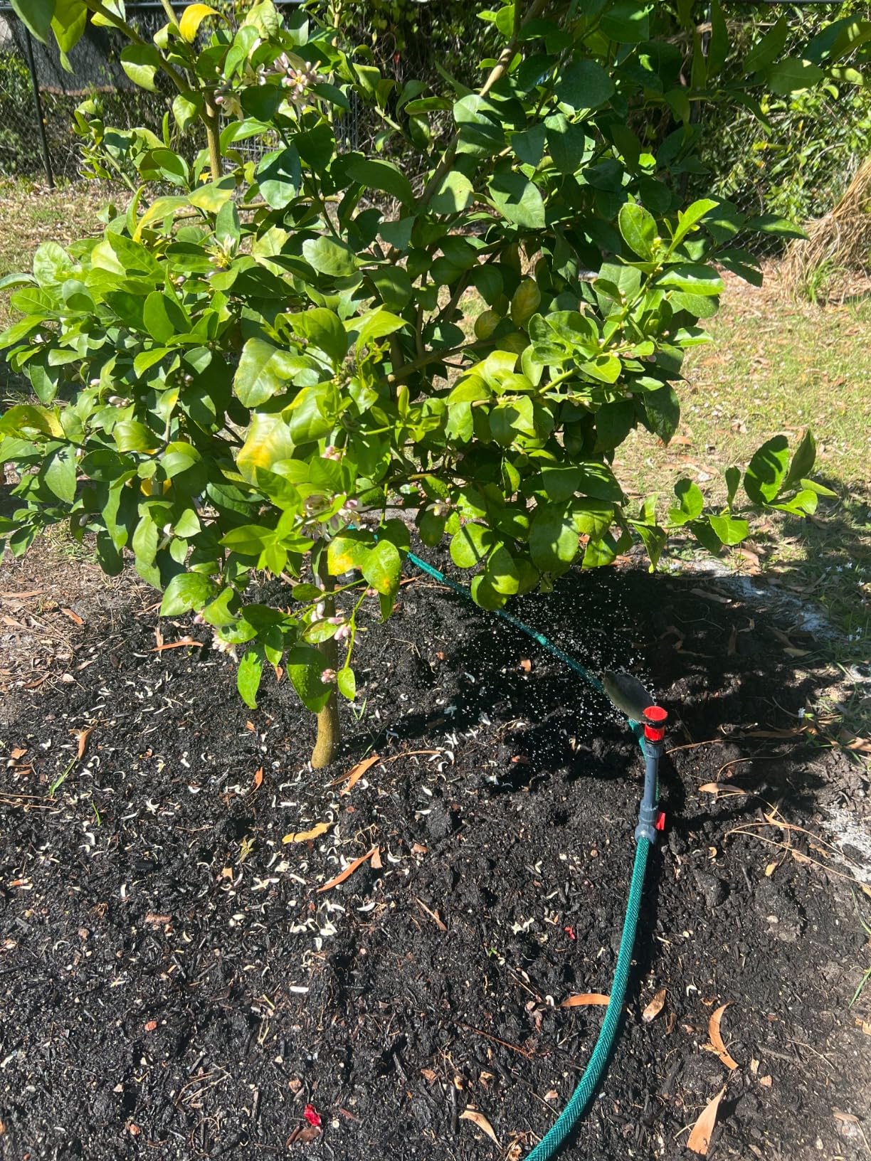 Eden 98063 Multi-Adjustable Flex Design Above Ground Irrigation Garden Sprinkler System customer photo 2