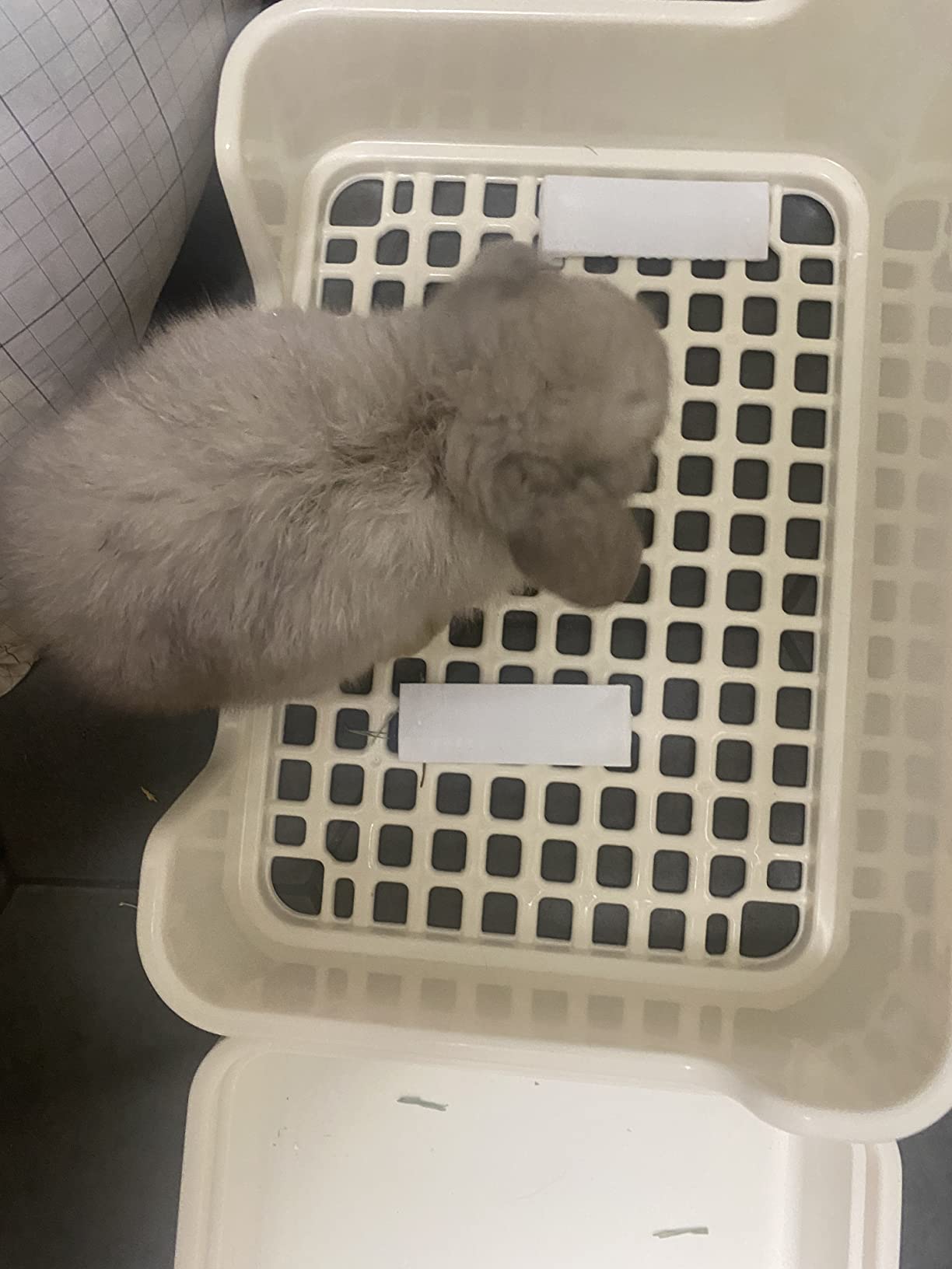 Hamiledyi Extra Large Rabbit Litter Box Pet Corner Toilet Small Animal Potty Trainer Huge Bunny Litter Pan with Plastic Grate Deep Dump Tray for Adult Guinea Pigs Ferrets Chinchillas customer photo 1