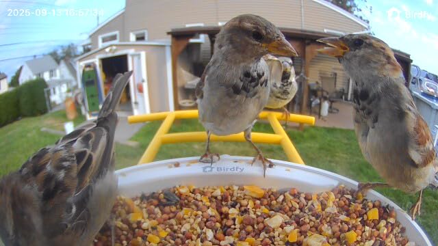 NETVUE by Birdfy Smart Bird Feeder with AI Camera, Auto Capture Videos & Motion Detection, Live Stream, Wireless Wildbird Watching, Outdoor Backyard Birder (AI by Subscription) customer photo 1