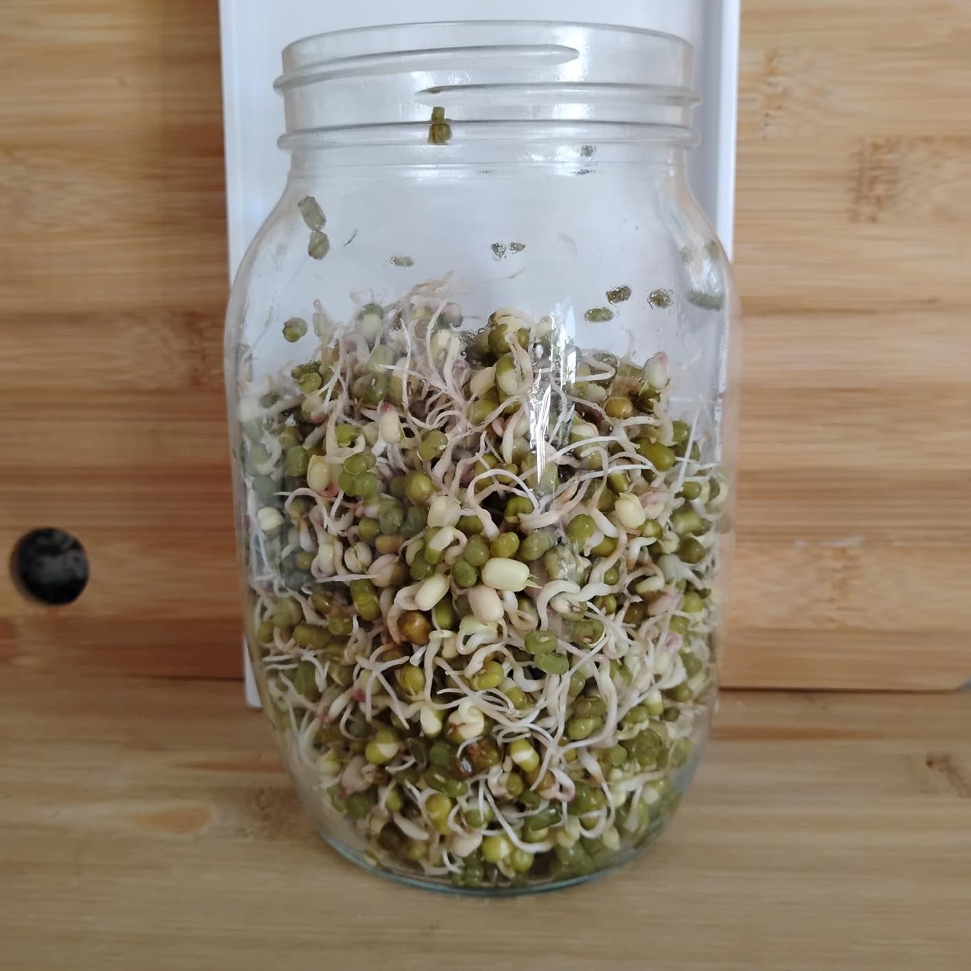 Seed Sprouting Jar Kit - 2 Wide Mouth Mason Jars with 316 Stainless Steel Sprouting Lids Covers, Drip Tray and Stand for Growing Broccoli Alfalfa Beans Sprout (Two Jars) customer photo 1