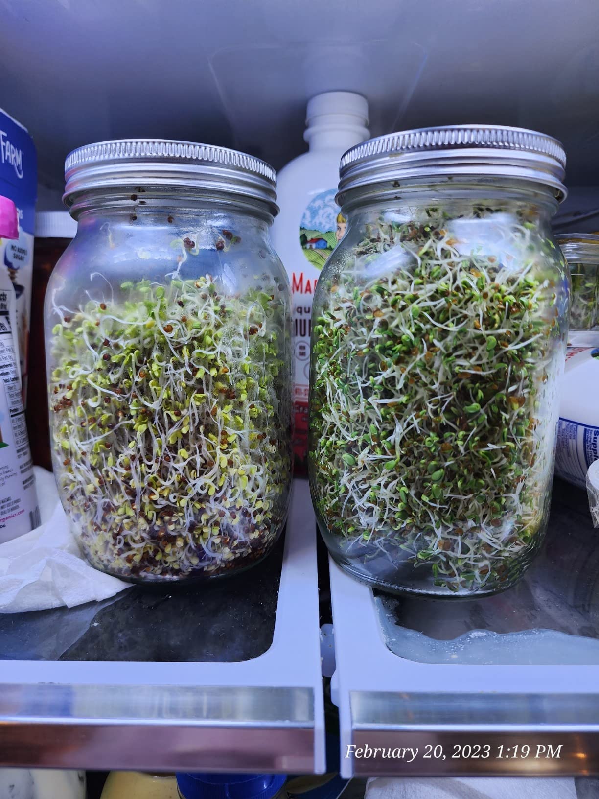 Seed Sprouting Jar Kit - 2 Wide Mouth Mason Jars with 316 Stainless Steel Sprouting Lids Covers, Drip Tray and Stand for Growing Broccoli Alfalfa Beans Sprout (Two Jars) customer photo 2