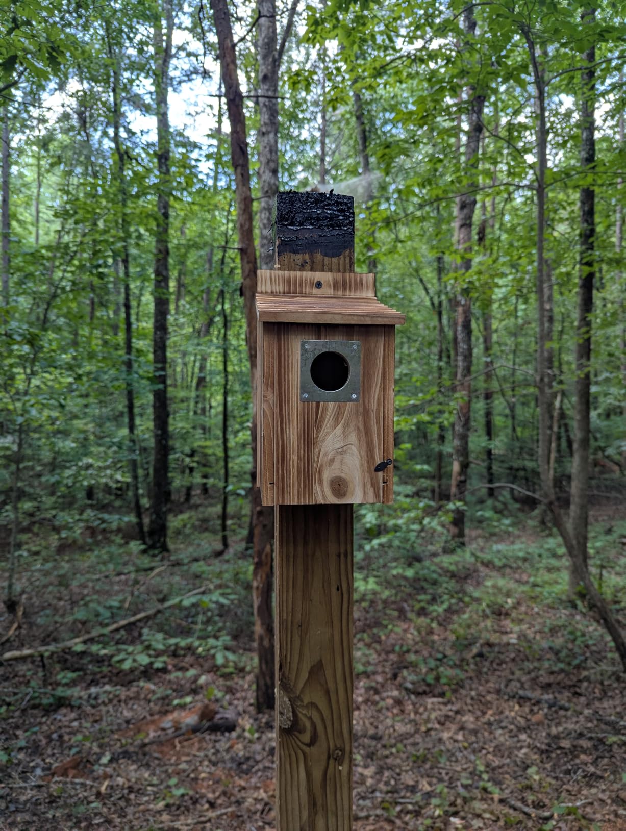 Bird Houses for Outside with Metal Predator Guard for Bluebird Wren Swallow Finch, Carbonized Wooden Nesting Boxes for Outdoor customer photo 2