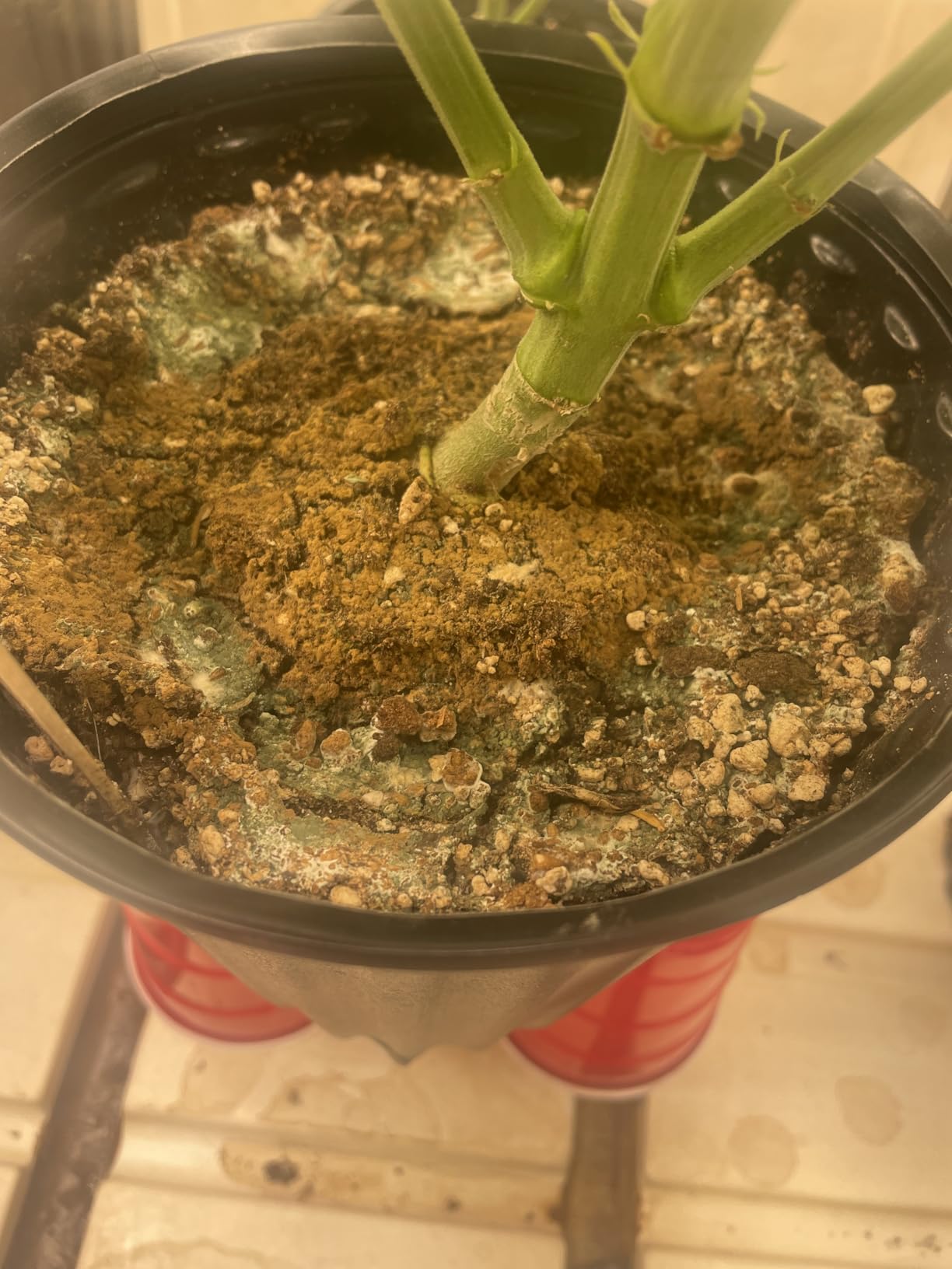 TeraGanix EM Premium Bokashi Bran, Compost Accelerator, Rice Bran Mix, Odor Eliminator, Formulated by Dr. Higa (Bokashi Inventor) customer photo 1