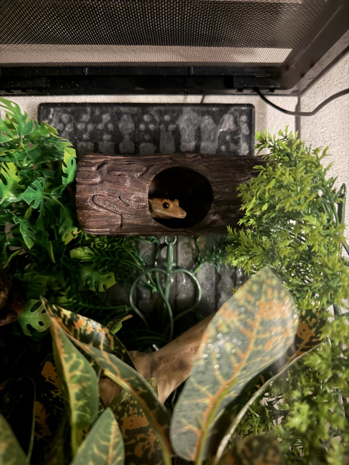 REPTIZOO Reptile Hide Cave Resin Hollow Tree Trunk Hideout Hermit Crab Climbing Toys Reptile Shelter Sleeping Cave for Arboreal Reptiles, Hermit Crabs, Leopard Gecko, Lizard Terrarium Decor customer photo 1