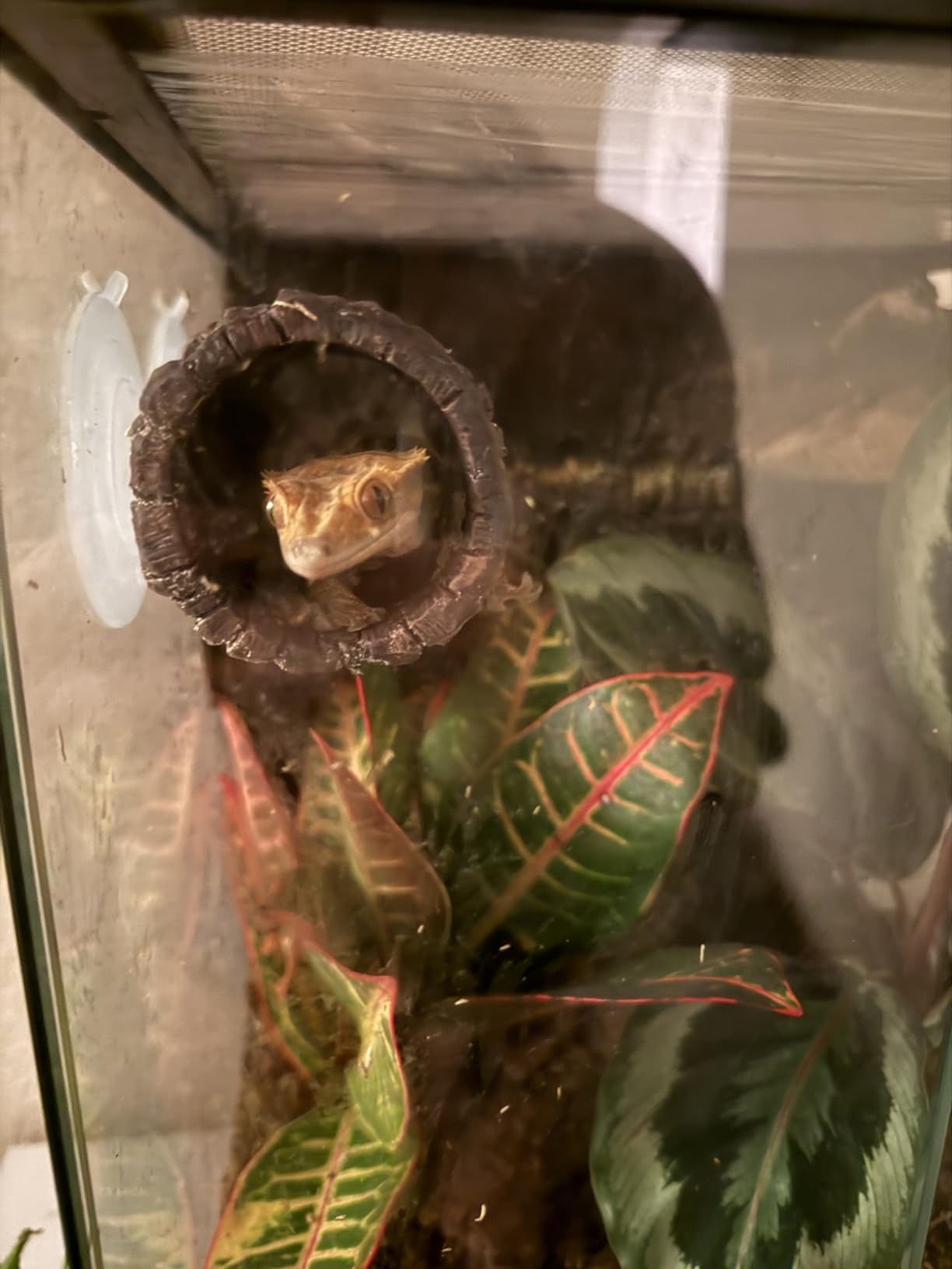 REPTIZOO Reptile Hide Cave Resin Hollow Tree Trunk Hideout Hermit Crab Climbing Toys Reptile Shelter Sleeping Cave for Arboreal Reptiles, Hermit Crabs, Leopard Gecko, Lizard Terrarium Decor customer photo 2