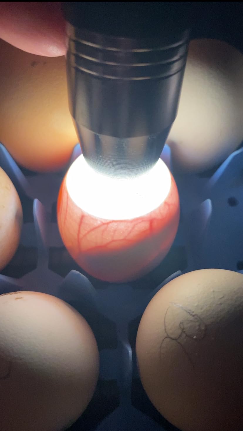 Egg Candlers for Chicken Eggs, 2026 New Egg Candling Light Tester Lamp Egg Checker Incubator for All Chickens Ducks Quail Dark Eggs, Upgraded USB Charger customer photo 2