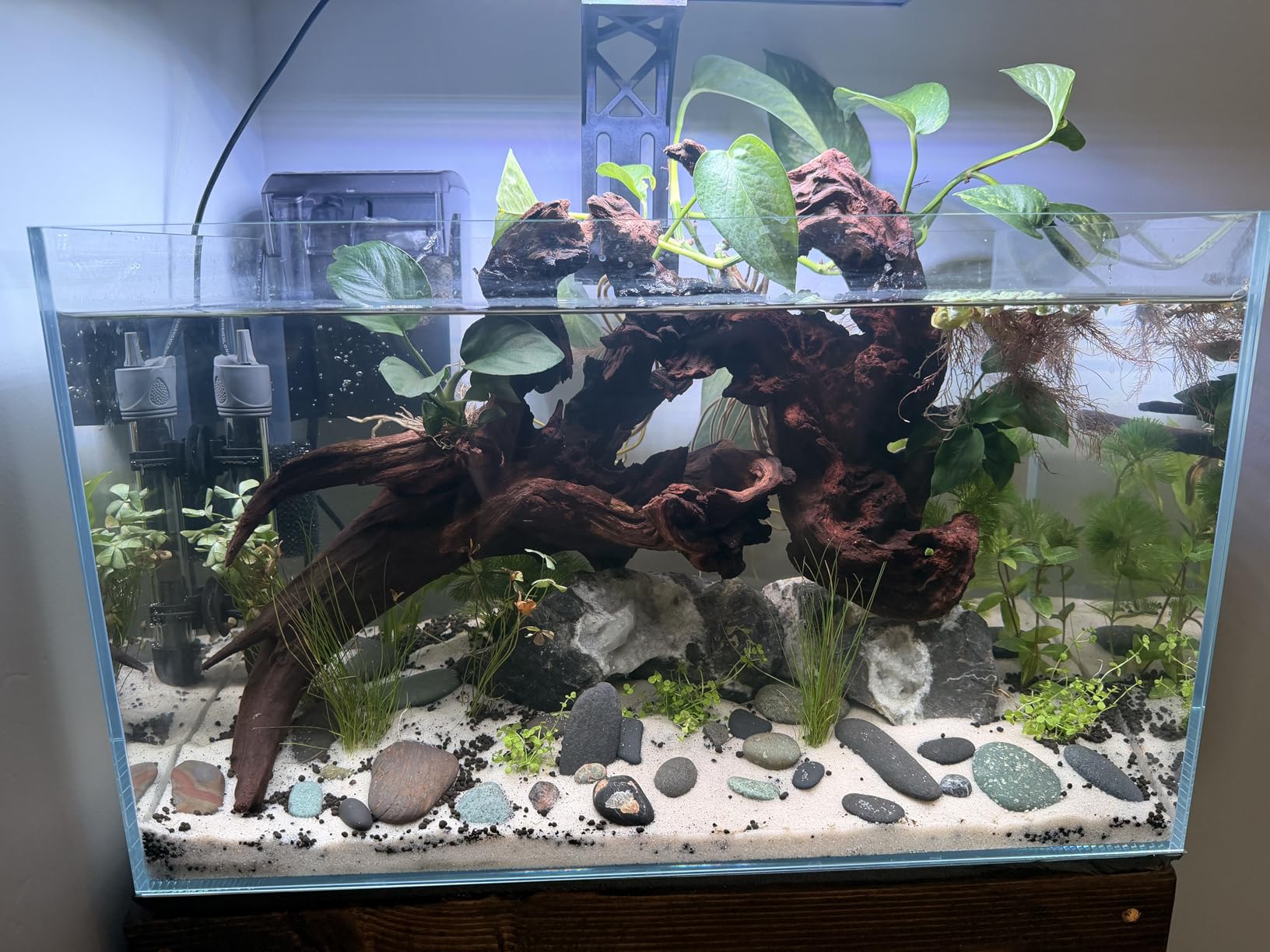 10 Gallon Ultra Clear Glass Fish Tank, Rimless Low Iron Aquarium for Betta/Nano/Goldfish/Snail/Shrimp, Big Fish Tank & Cover Set & Feeding Ring & Cleaning Tools customer photo 1