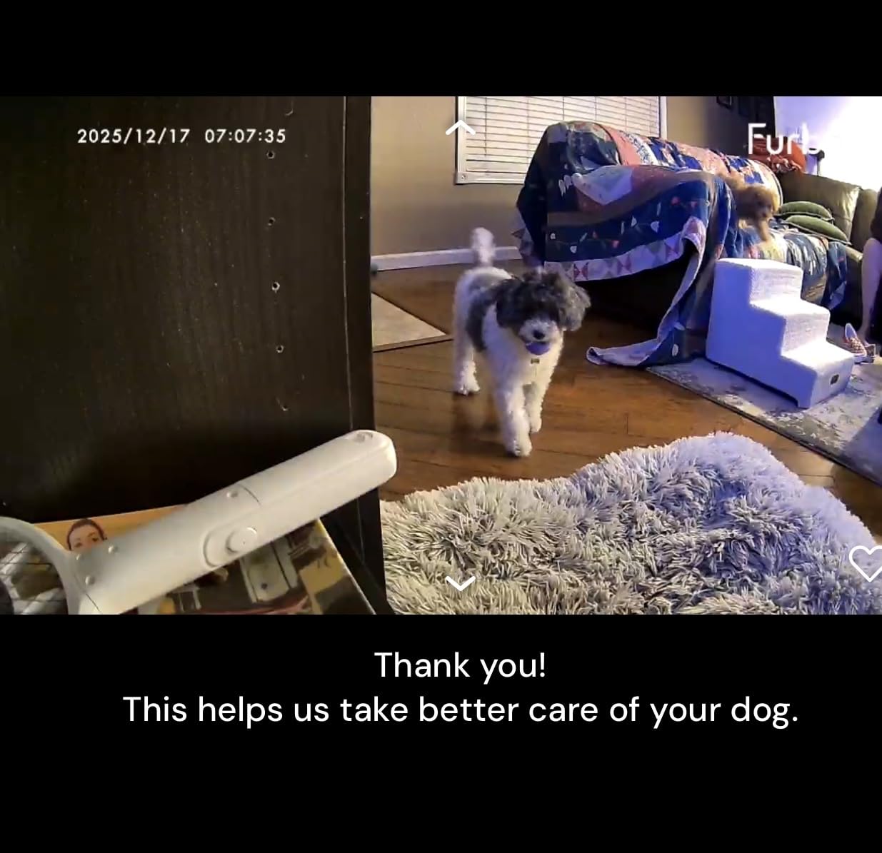 Furbo 360° Dog Camera [Paid Plan Required to Activate] | Stay connected with AI Dog & Home Safety Alerts, Treat Toss, Auto-Tracking, Video History, 2-Way Audio (Subscription 3mo min) customer photo 1