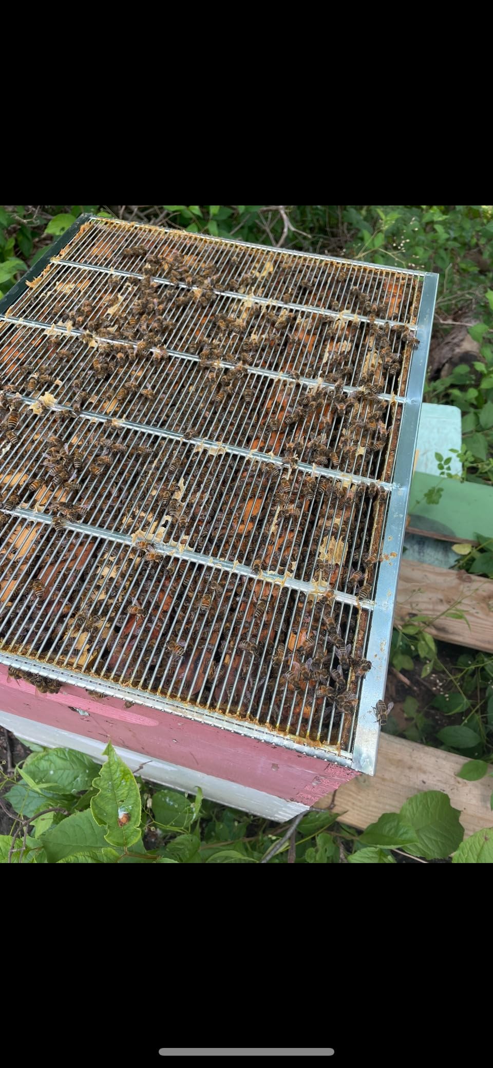 Therwen 4 Pcs Metal Queen Excluder for 10 Frame Hive Metal Queen Bee Excluder, Separates Queen Bees from Honey, Beekeeping Tools Beekeeping Supplies, 20.08 x 16.14 Inch customer photo 2