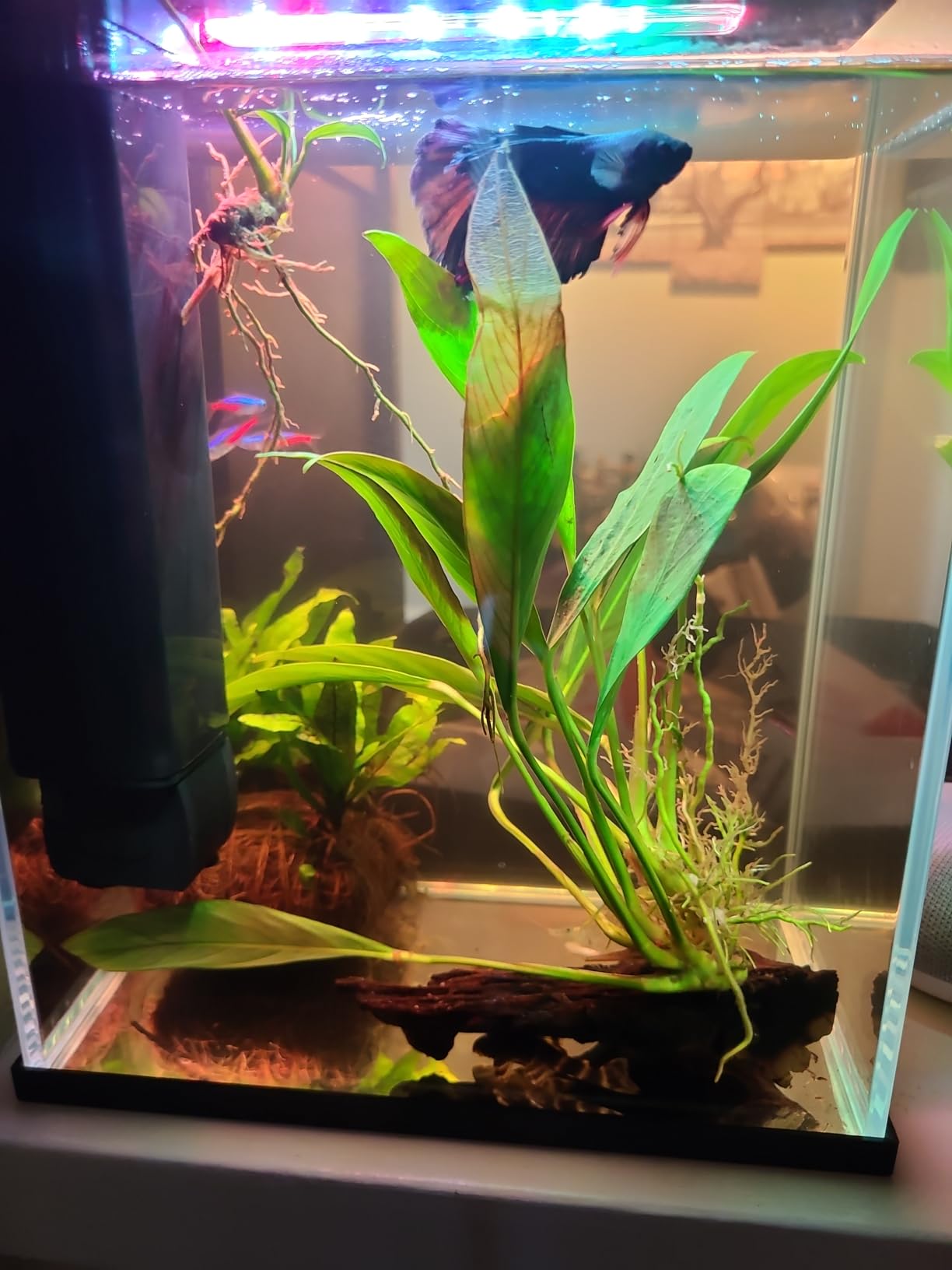 Betta Fish Tank, 2 Gallon Glass Aquarium Starter Kit, Small Fish Tank with Filter and Light, Black customer photo 2