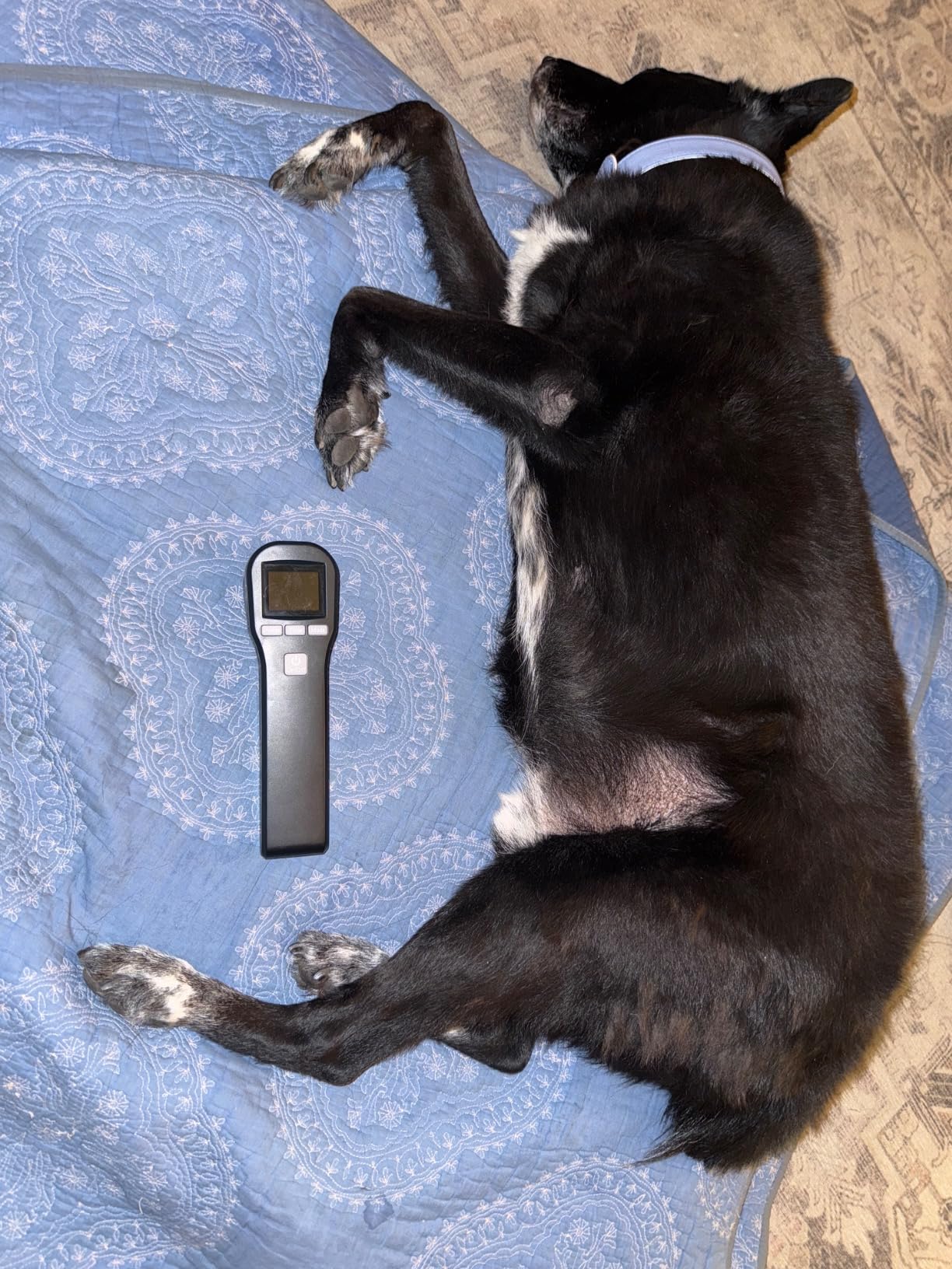Cold Laser Therapy Device for Muscle & Joint, 4x808nm+16x650nm, Pain Relief, Accelerate Healing, Home Light Therapy for Dogs, Cats, Horses and Animals(Black) customer photo 1