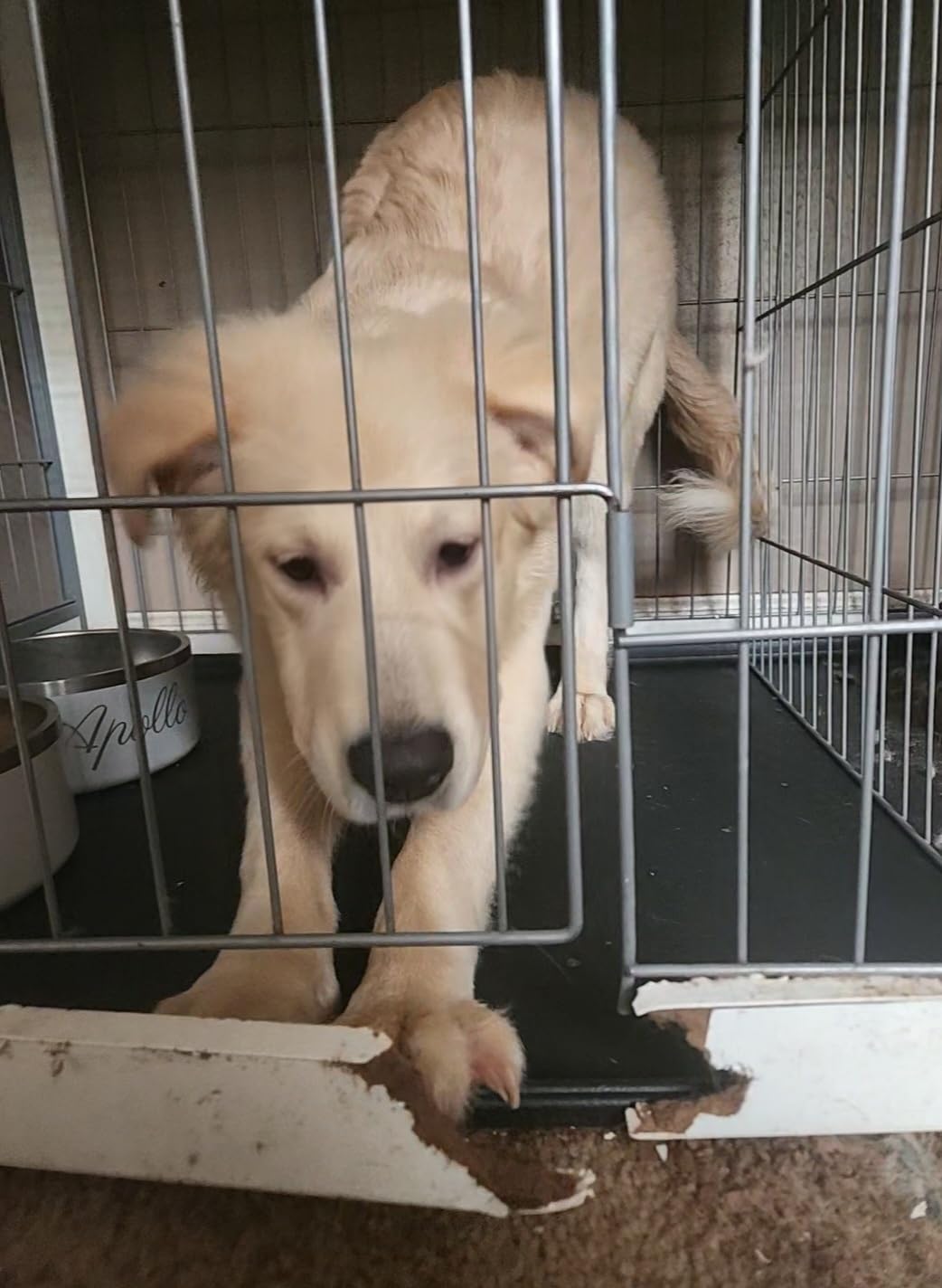 Piskyet Wooden Dog Crate Furniture with Divider Panel, Dog Crate End Table with Fixable Slide Tray, Double Doors Dog Kennel Indoor for Dogs(M:31.8