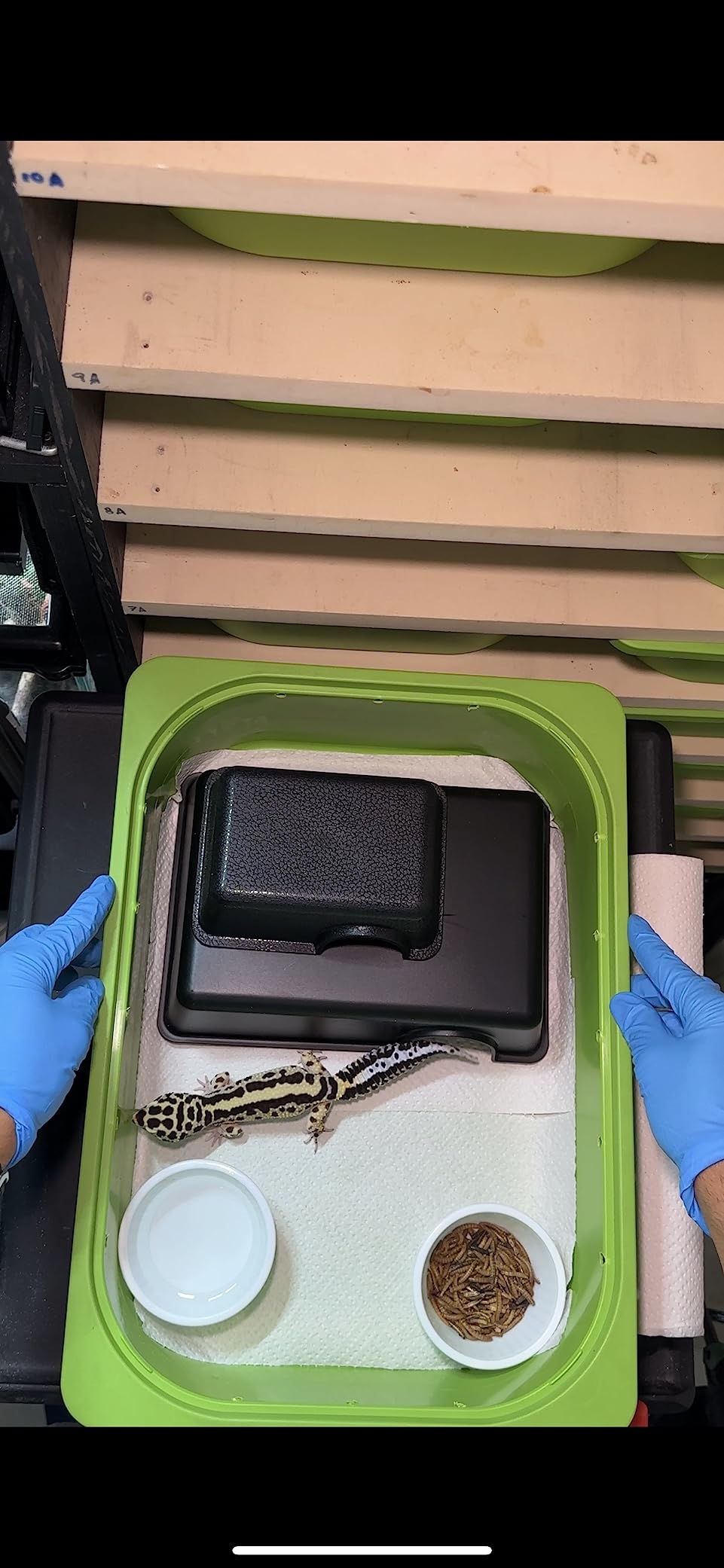 Plastic Reptile Hide Box for Leopard Geckos, Snakes, Lizards, Cornsnakes - Small & Juvenile customer photo 2