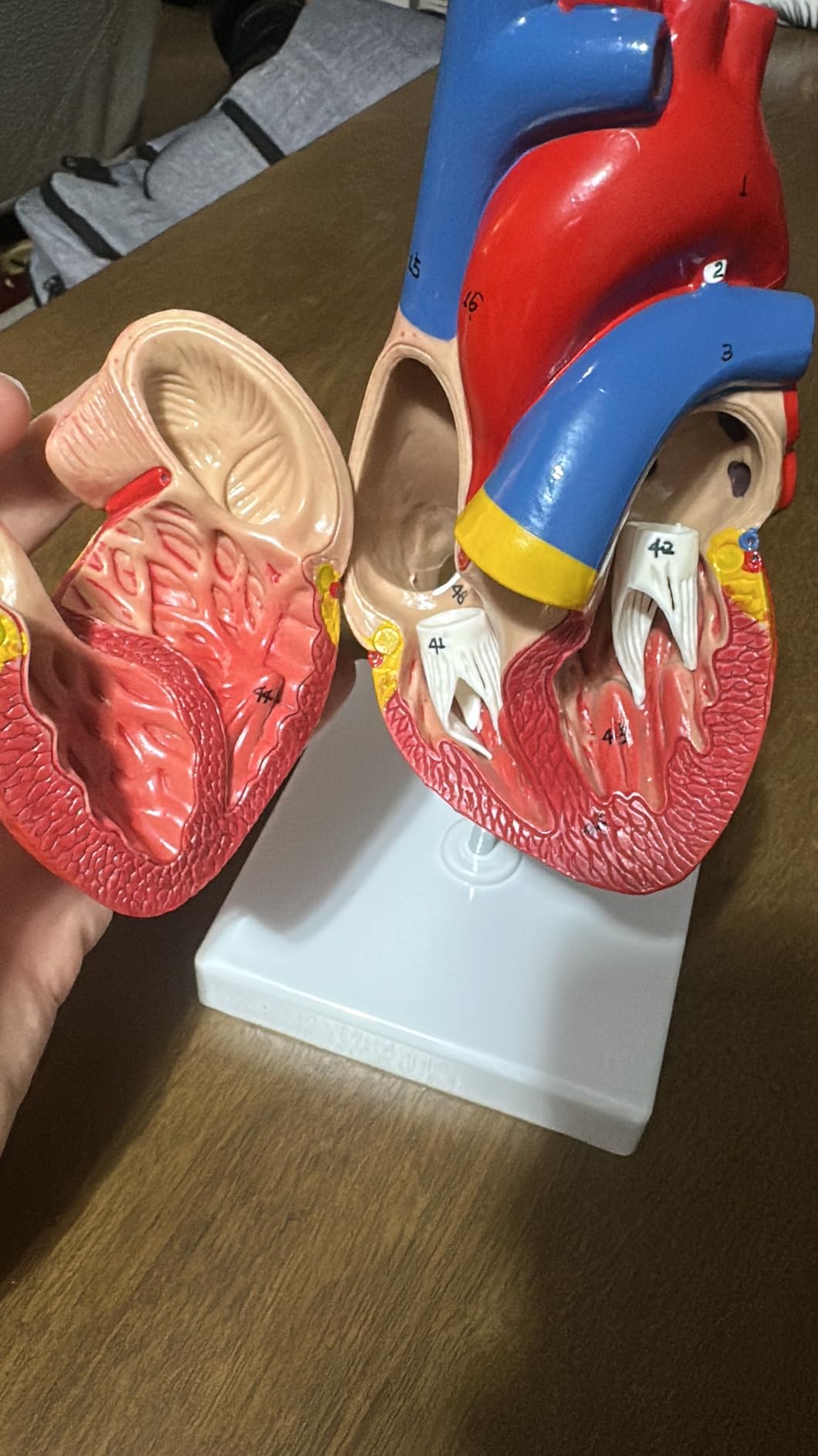 breesky Human Heart Model Anatomy, 4-Part 1:2 Anatomical Heart Model with 49 Anatomical Structures, Held Together with Magnets, Includes Mounted Display Base, Detailed Product Manual customer photo 1