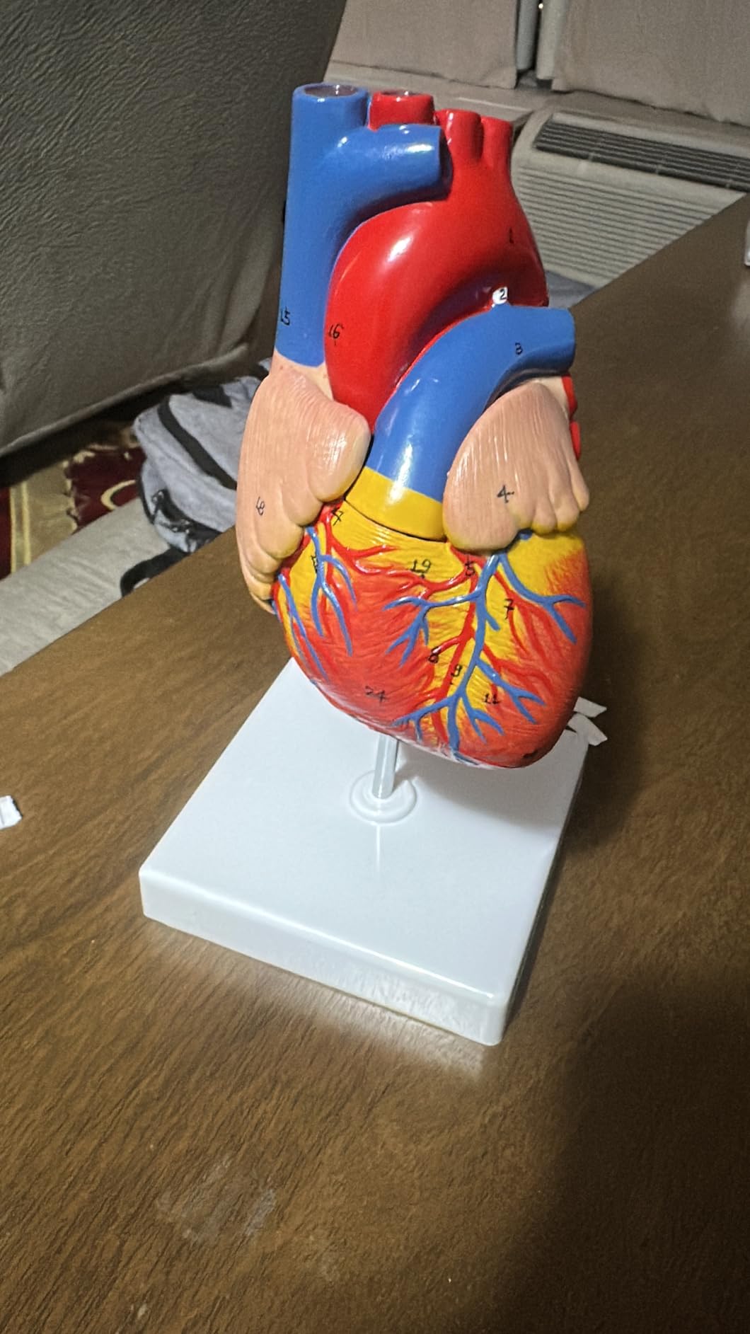 breesky Human Heart Model Anatomy, 4-Part 1:2 Anatomical Heart Model with 49 Anatomical Structures, Held Together with Magnets, Includes Mounted Display Base, Detailed Product Manual customer photo 2