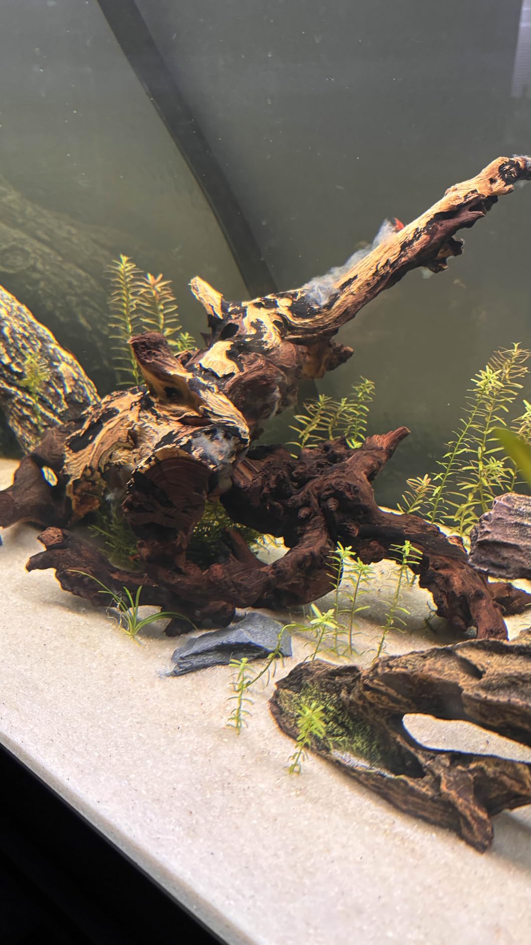 Jorewood Natural Large Aquarium Driftwood for Fish Tanks & Reptile Terrariums - 100% Safe Fish Tank Decorations, Unique Twisted Branches 1-Piece 13-17 Inch Low Tannin, Easy to Sink customer photo 1