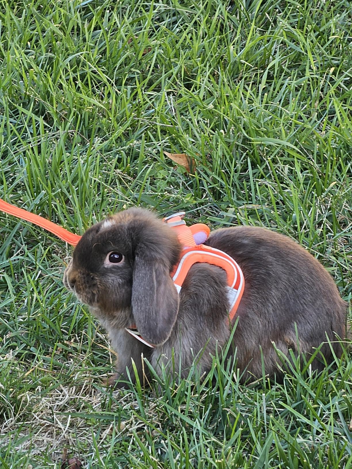 GAMUDA Small Pet Harness Collar and Leash Set, Step in No Chock No Pull Linen Fabric Soft Mesh Dog Vest Harnesses Reflective customer photo 2