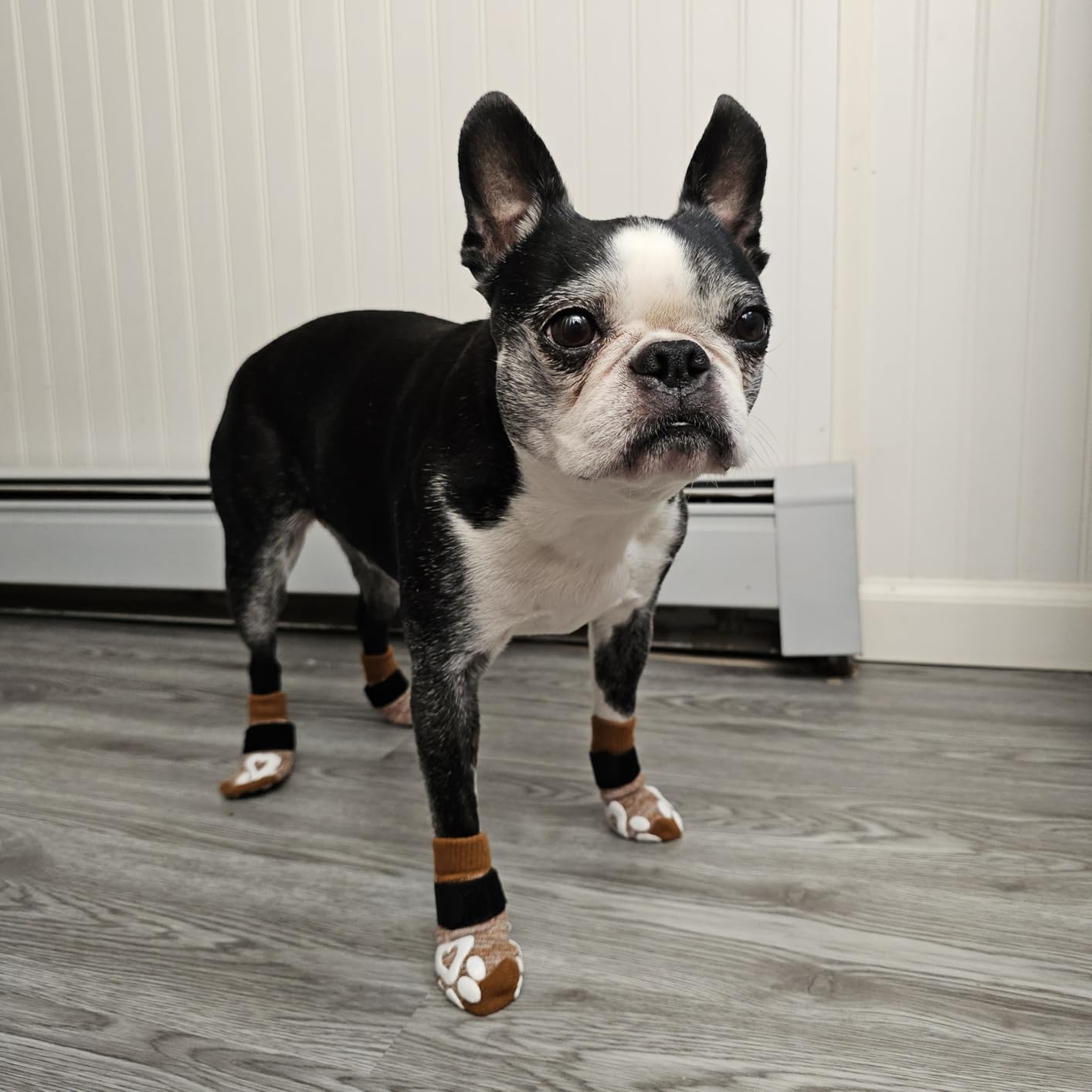 Anti Slip Dog Socks for Hardwood Floors, 6 Pack | Dog Socks to Prevent Licking Paws and Add Traction | Paw Protection for Senior Dogs | Dog Booties Alternative - XL customer photo 1