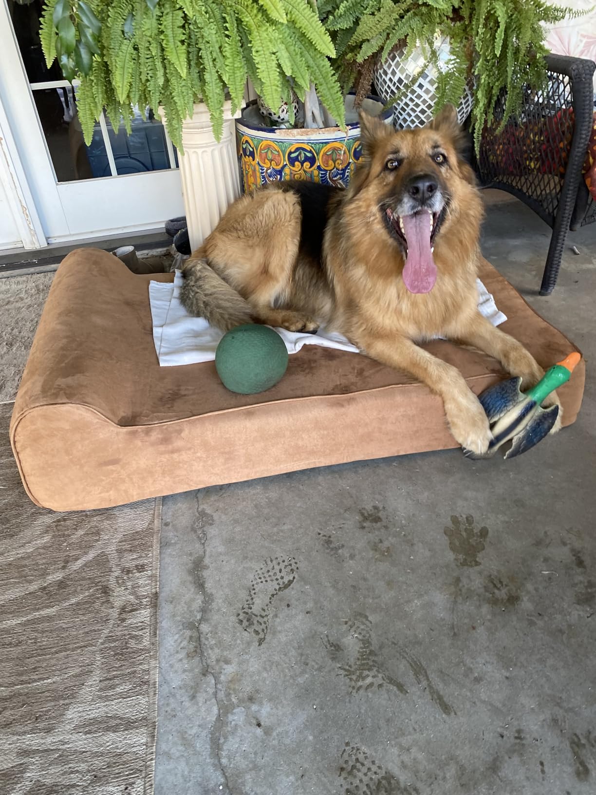 Orthopedic Dog Beds for Large Dogs, 7