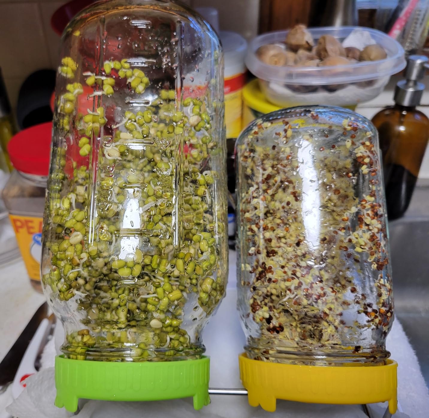 Organic Seed Sprouting Jar Kit - 2 x 32 oz Wide-Mouth Mason Jars with Stainless-Steel Sprouter Lids & Stand, Blackout Sleeves, Drain Tray - Grow Broccoli, Alfalfa & Bean Microgreens customer photo 1