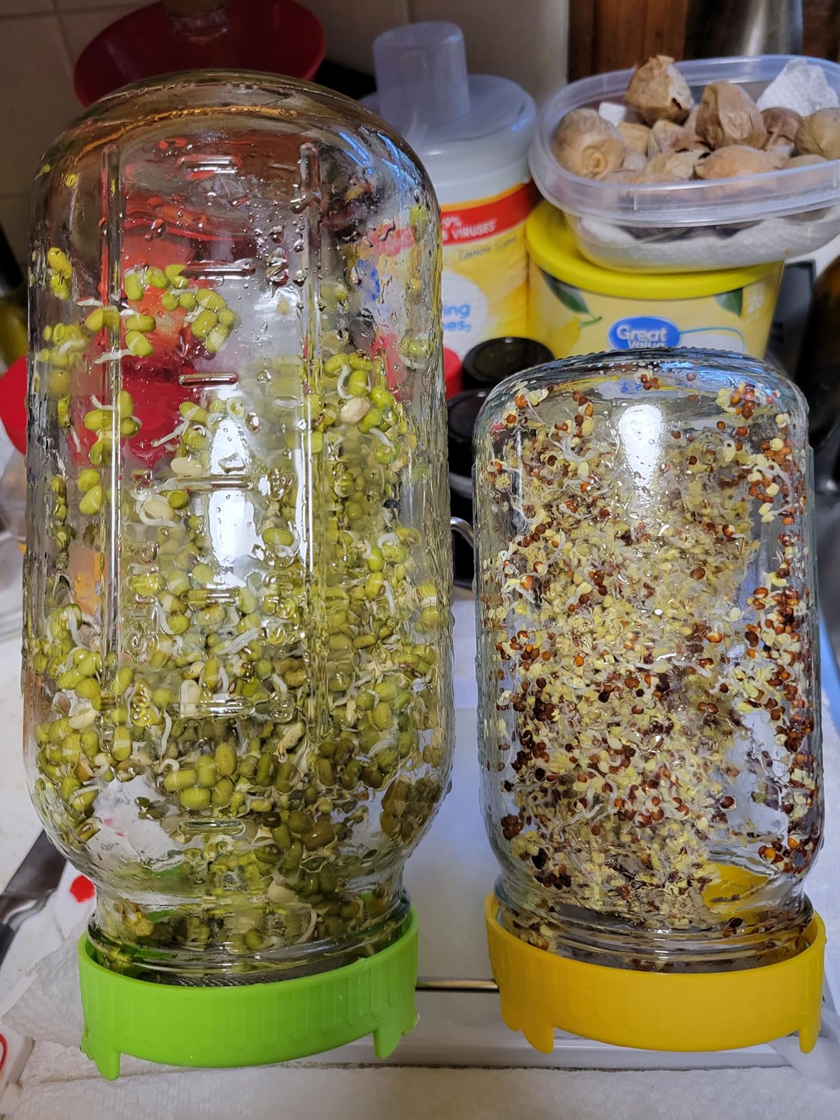 Organic Seed Sprouting Jar Kit - 2 x 32 oz Wide-Mouth Mason Jars with Stainless-Steel Sprouter Lids & Stand, Blackout Sleeves, Drain Tray - Grow Broccoli, Alfalfa & Bean Microgreens customer photo 2