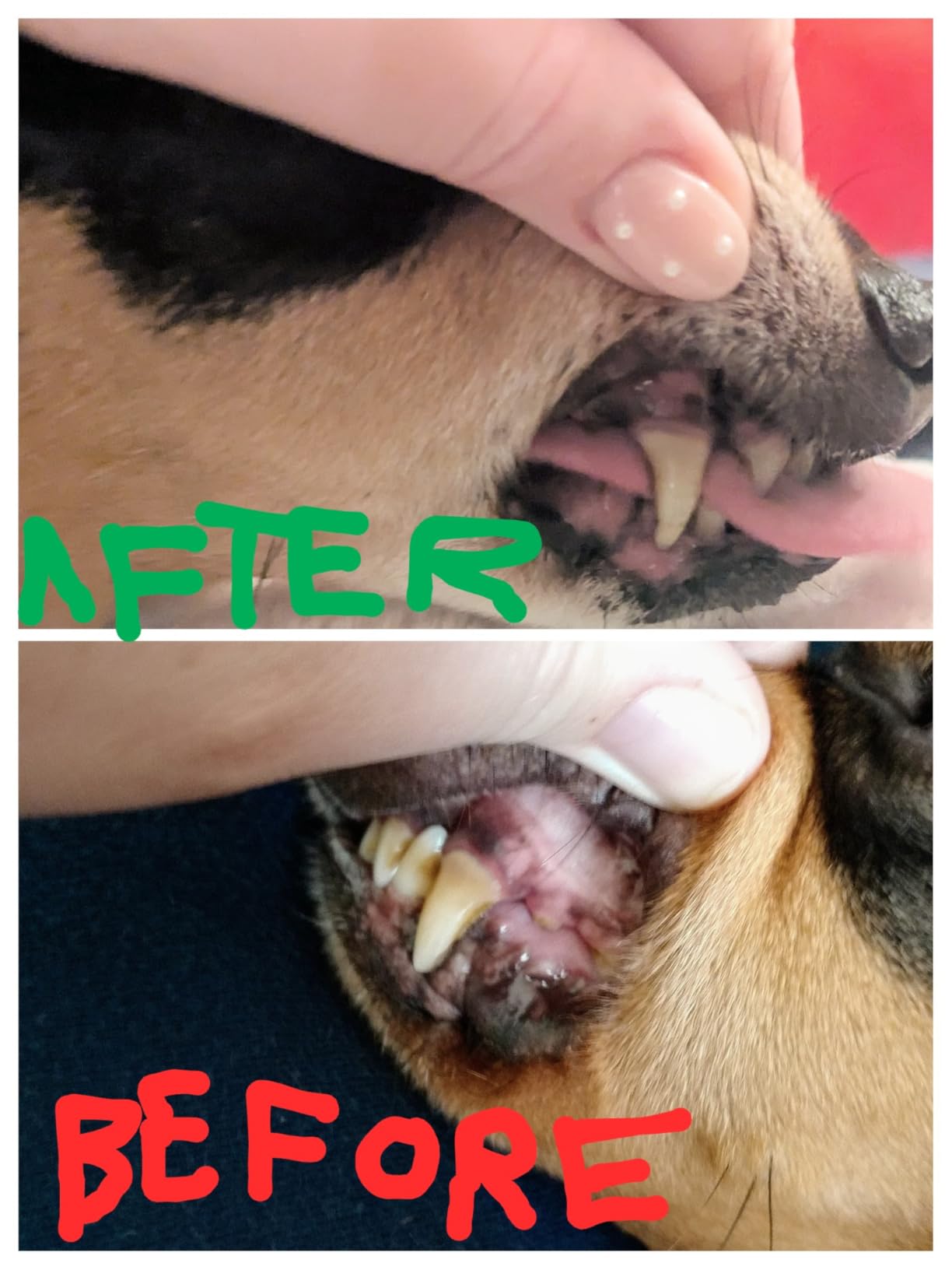 SKOUT'S HONOR Fresher Breath Water Additive for Pets - VOHC Accepted for Tartar Control, 32 oz customer photo 1