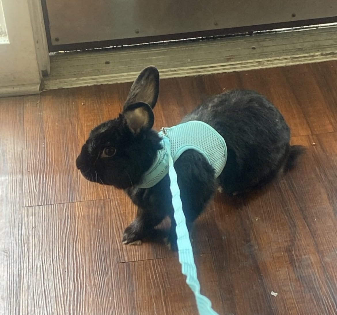 Easter Bunny Costume Rabbit Harness and Leash Set with 2 Cute Decorations Bunny Clothes Adjustable Buckle Breathable Mesh Vest Harness customer photo 2