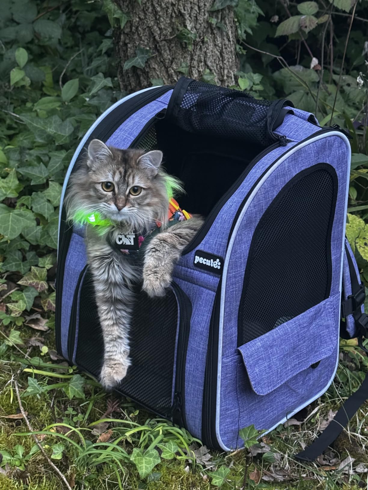Pecute Cat Backpack Carrier Expandable, Pet Backpack for Cats & Small Dogs Up to 11lbs, with 4-Side Breathable Mesh, Multi-Entry & Lockable Zippers for Travel, Hiking, Camping - Hands Free, Purple customer photo 1