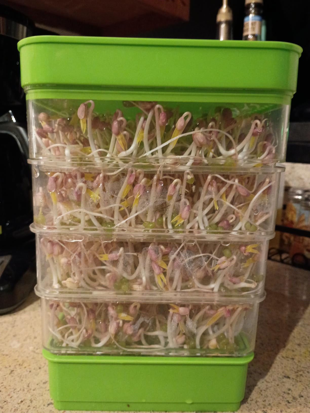 4-Tier Seed Sprouting Kit with Drain Holes and Drain Tray, Upgrade Stackable Microgreens Fresh Organic Bean Seed Sprouter Tray Ripple Soil-Free Sprouter Tray for Beans Alfalfa Seeds customer photo 2