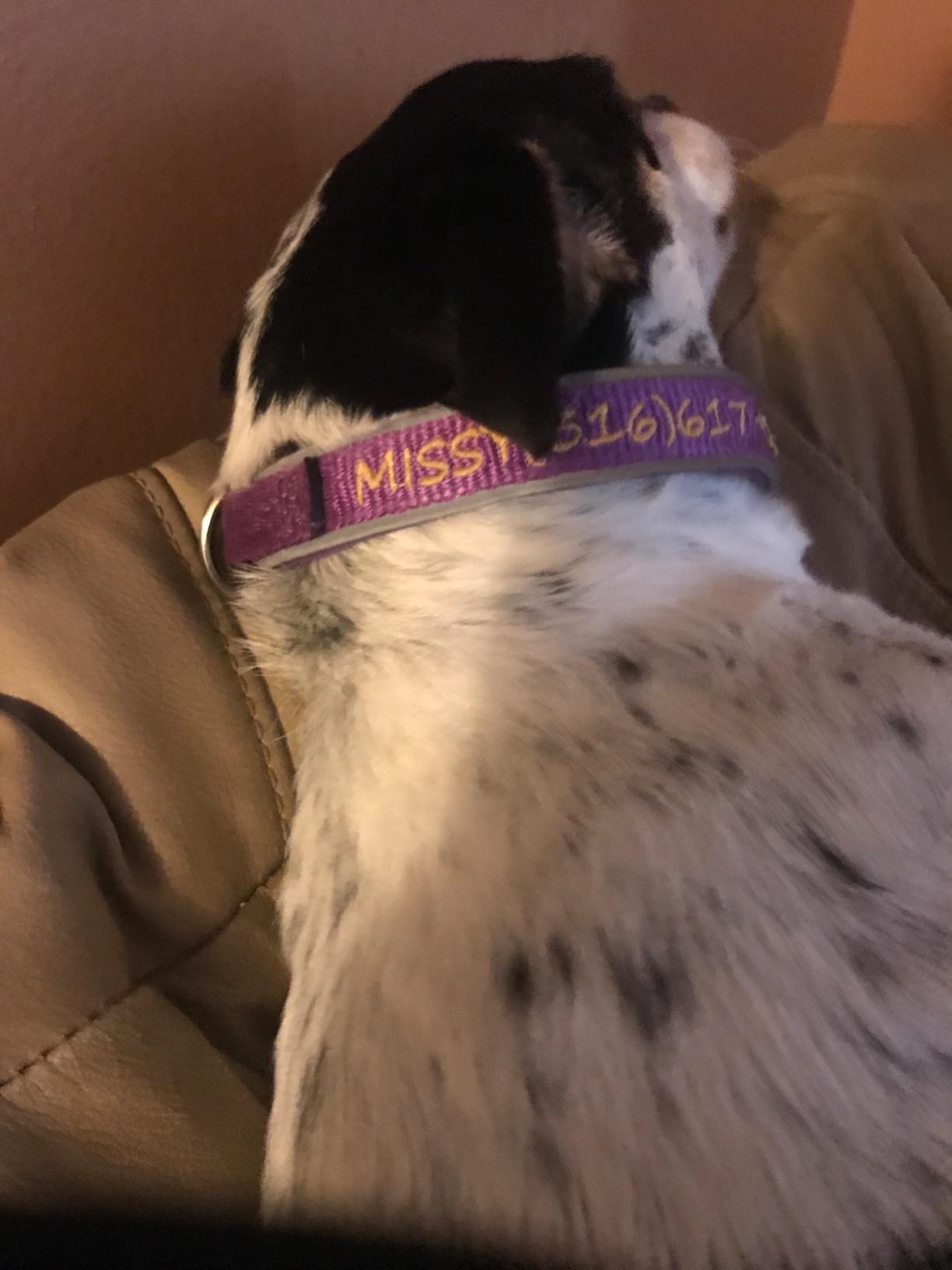 Personalized Cotton Hemp Dog Collar, Custom Embroidered with Pet Name and Phone Number, Natural Hemp Fibers Perfect for Dogs with Sensitive Skin, 4 Adjustable Sizes for Small, Medium, Large Dogs customer photo 1
