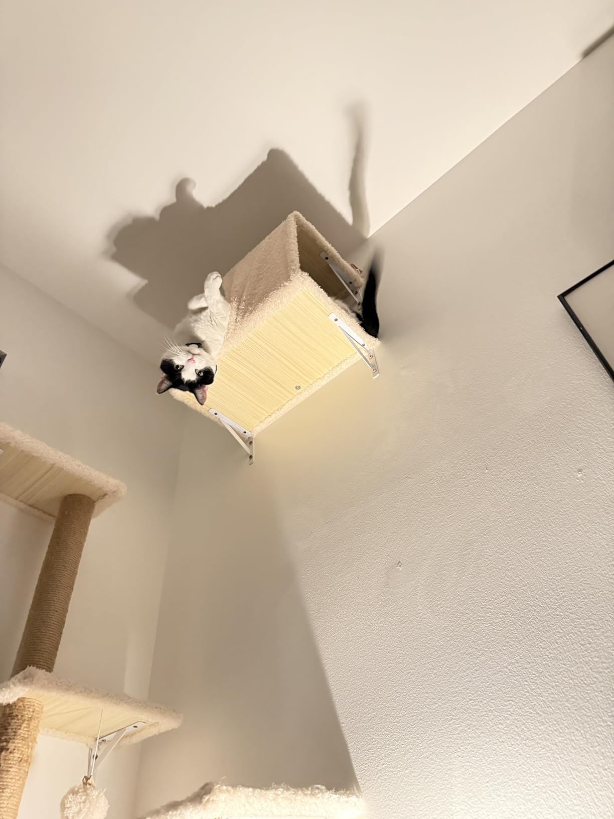 FUKUMARU Cat Wall Shelves, Stable & Safe 4 in 1 Cat Furniture Set, Wooden Climbing Wall with Scratching Post for 16 Inch Drywall - Gray customer photo 1