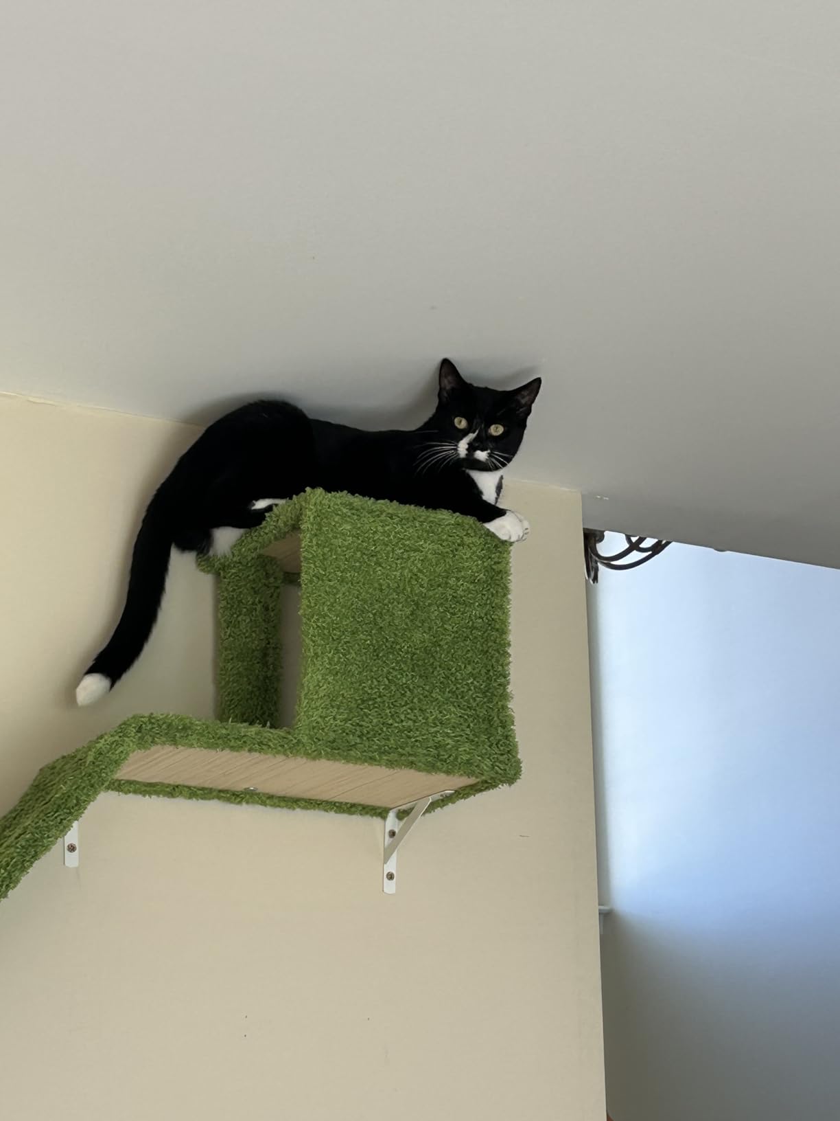 FUKUMARU Cat Wall Shelves, Stable & Safe 4 in 1 Cat Furniture Set, Wooden Climbing Wall with Scratching Post for 16 Inch Drywall - Gray customer photo 2
