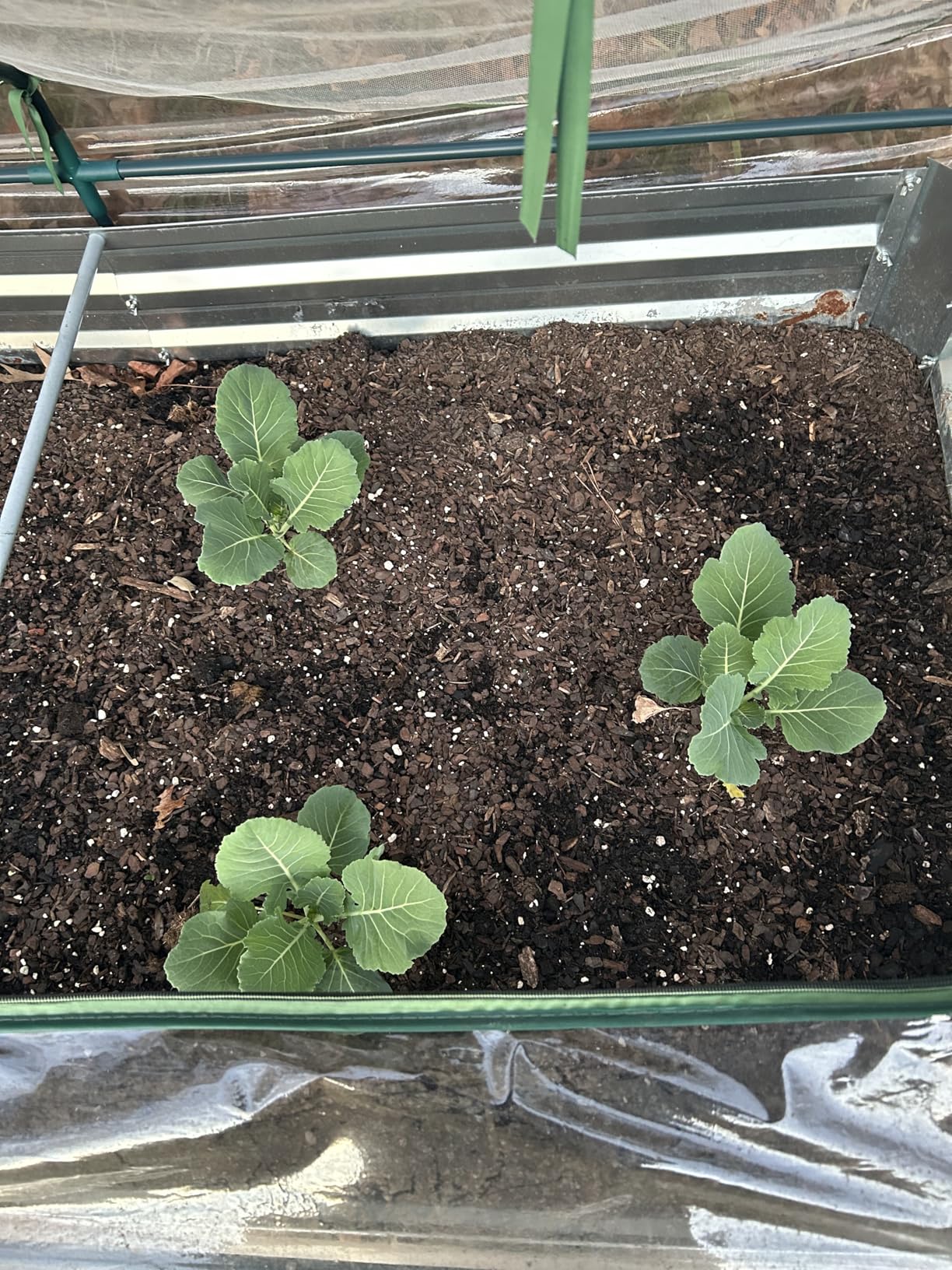 30,000+ Non-GMO Heirloom Seed Kit - 30 Fruit & Vegetable Variety customer photo 1