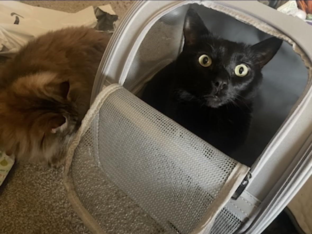Cat Backpack Carrier for Small Dogs and Medium cat Puppy Kitten Bunny Pet Carrier Backpack Collapsible with Fully Ventilated Mesh with Safety Leash (Black, 12.9