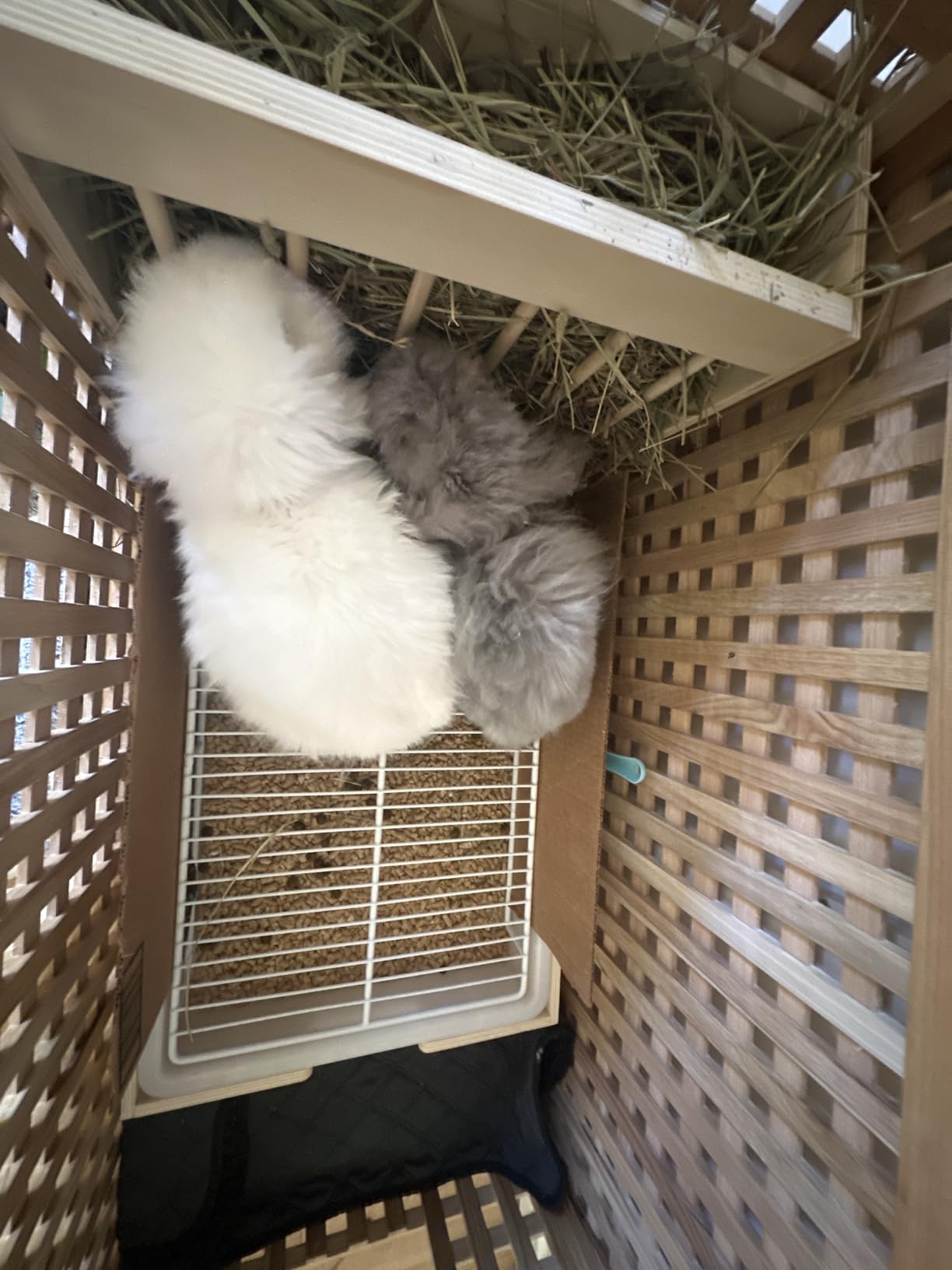 Extra-Large 2-in-1 Rabbit Litter Box & Hay Feeder Set, Wood, Mess Proof, for Guinea Pigs, Chinchillas, Hamsters, and Rabbits customer photo 2