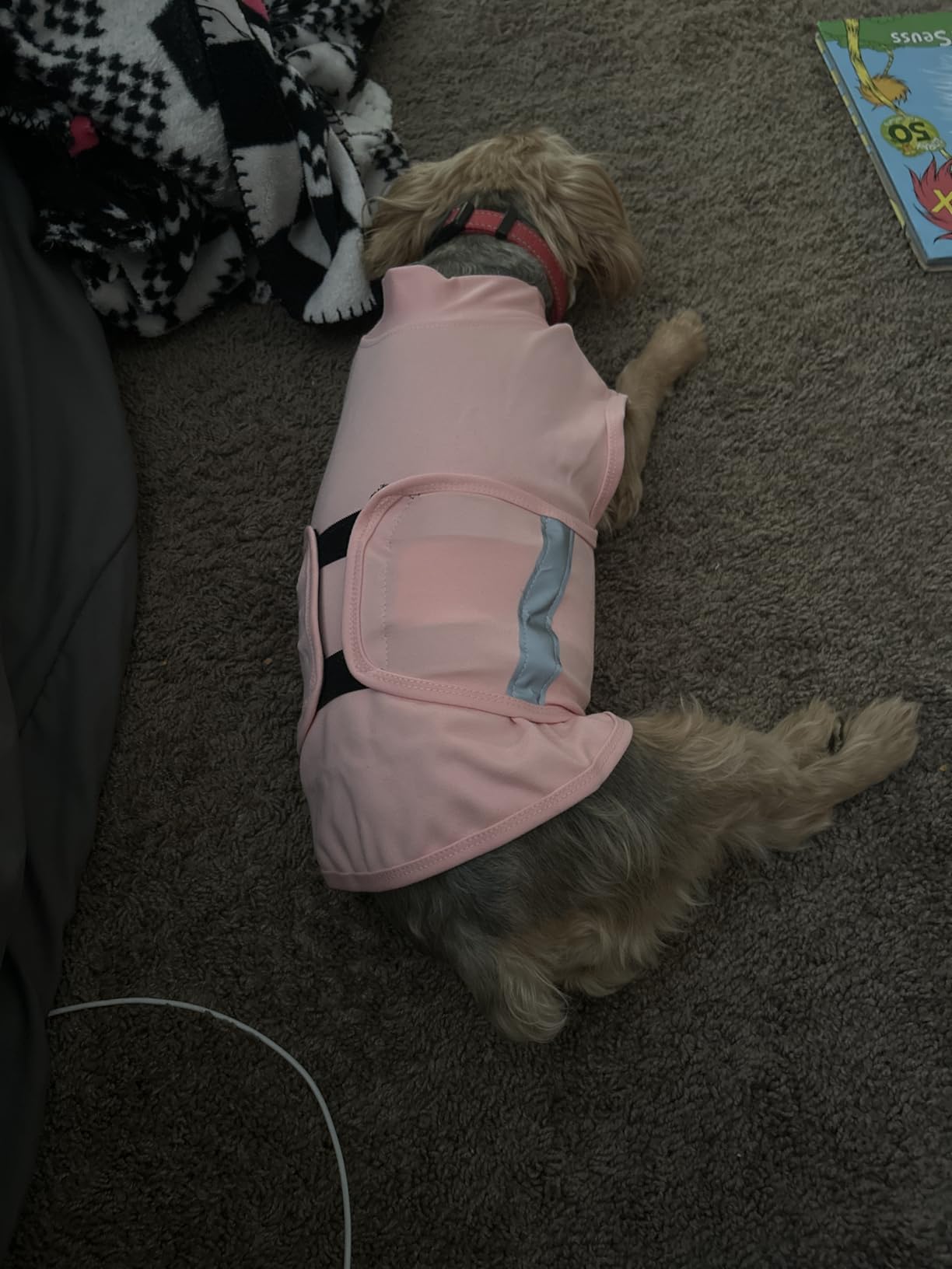 MIGOHI Dog Anxiety Relief Coat,Comfort Anxiety Vest for Dogs,Adjustable Dog Anxiety Calming Wrap for Fireworks,Thunderstorm,Travel,Separation,Anxiety Jacket for Small Dogs,XS,Blue customer photo 1