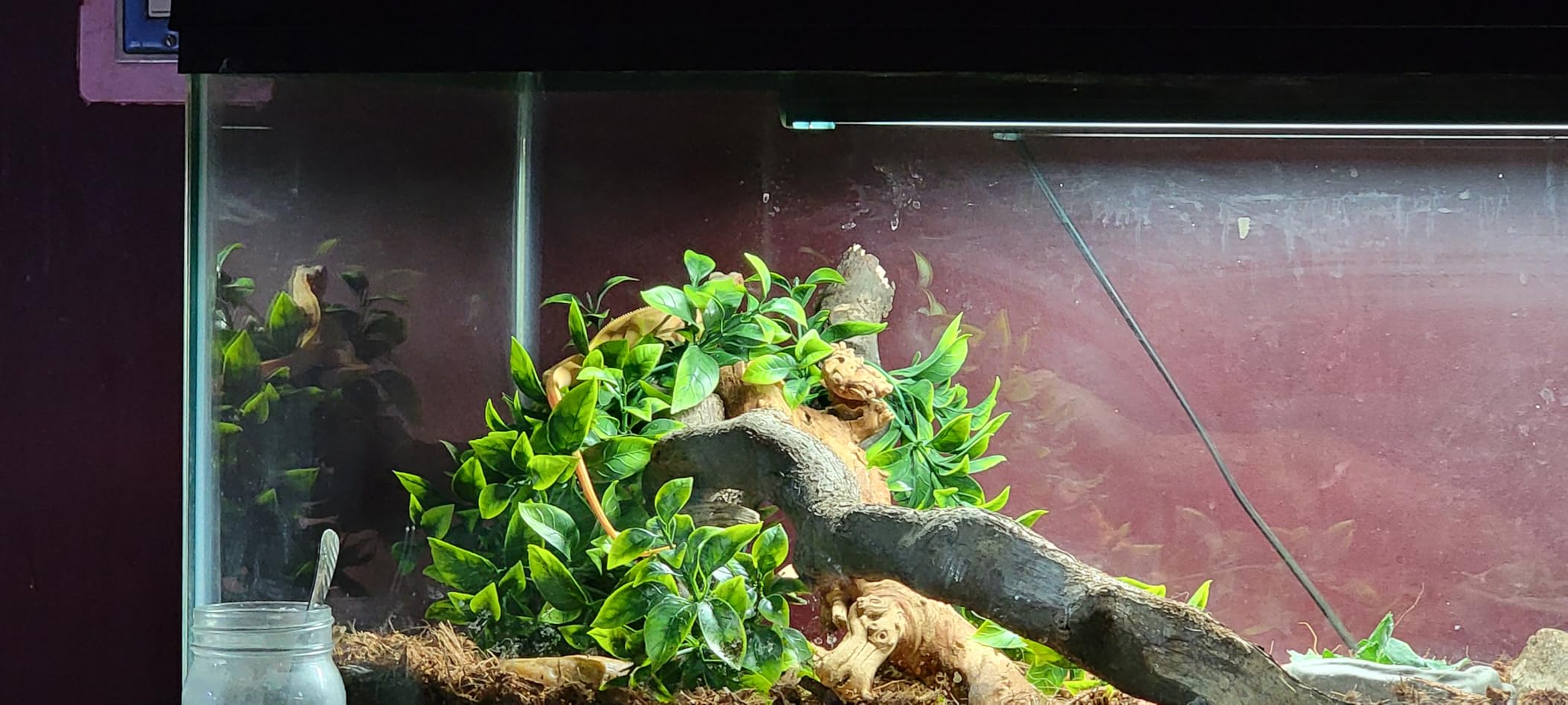 T5 Reptile Light Fixture Combo Kit 24W Light Fixture Reptile Terrarium Hood 10.0 UVB Light Bulb Fluorescent Tube Ideal for Tropical and Deserts Such as Bearded Dragon Lizards and Tortoises customer photo 1
