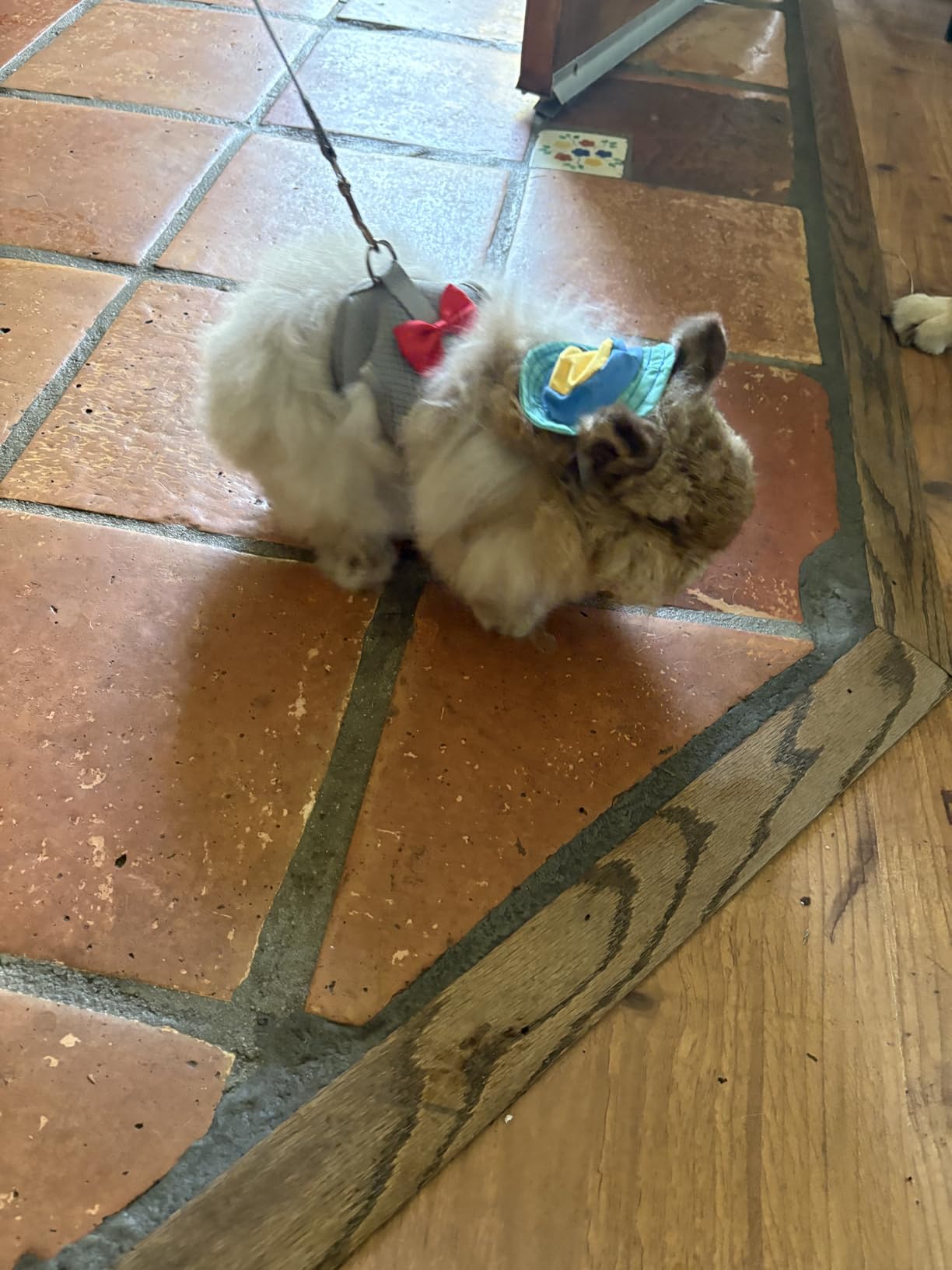 AIITLE Rabbit Harness and Leash Set with Cute Bow, Soft Breathable Mesh Vest Harness for Rabbits Kitten Ferret Puppy Small Pets customer photo 1