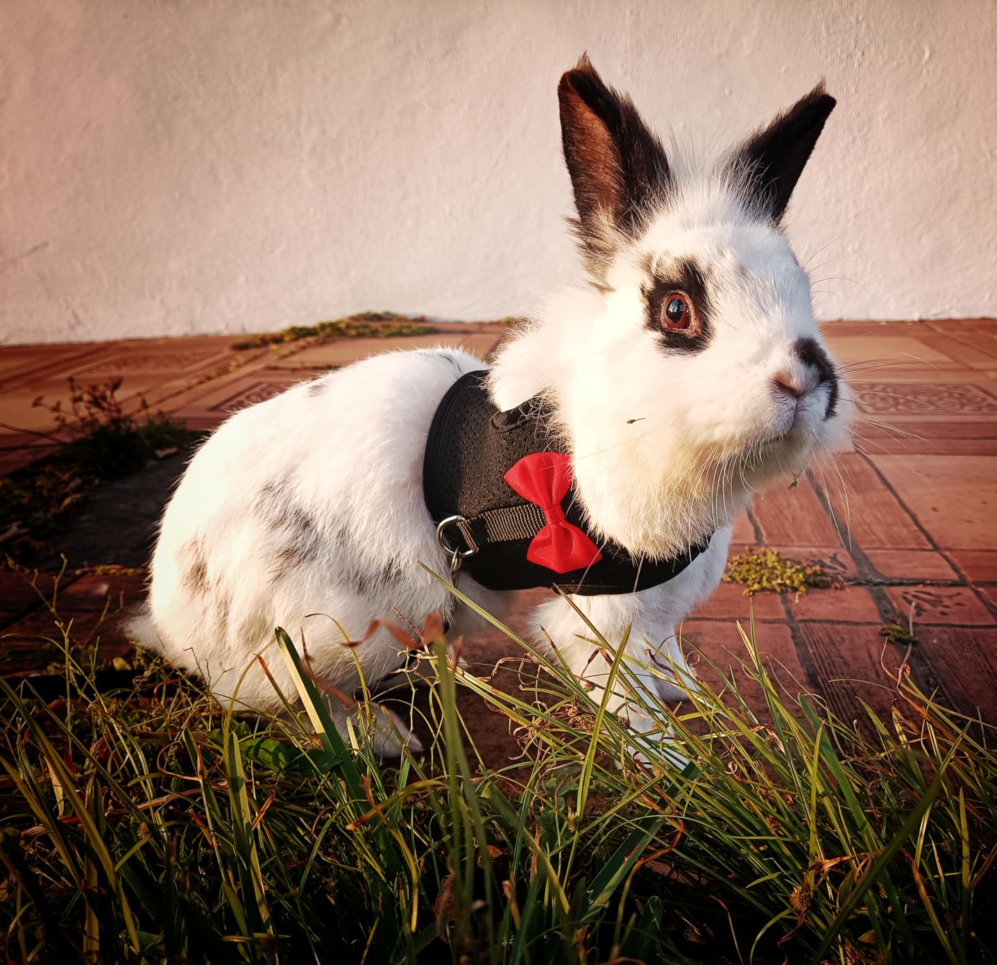 AIITLE Rabbit Harness and Leash Set with Cute Bow, Soft Breathable Mesh Vest Harness for Rabbits Kitten Ferret Puppy Small Pets customer photo 2