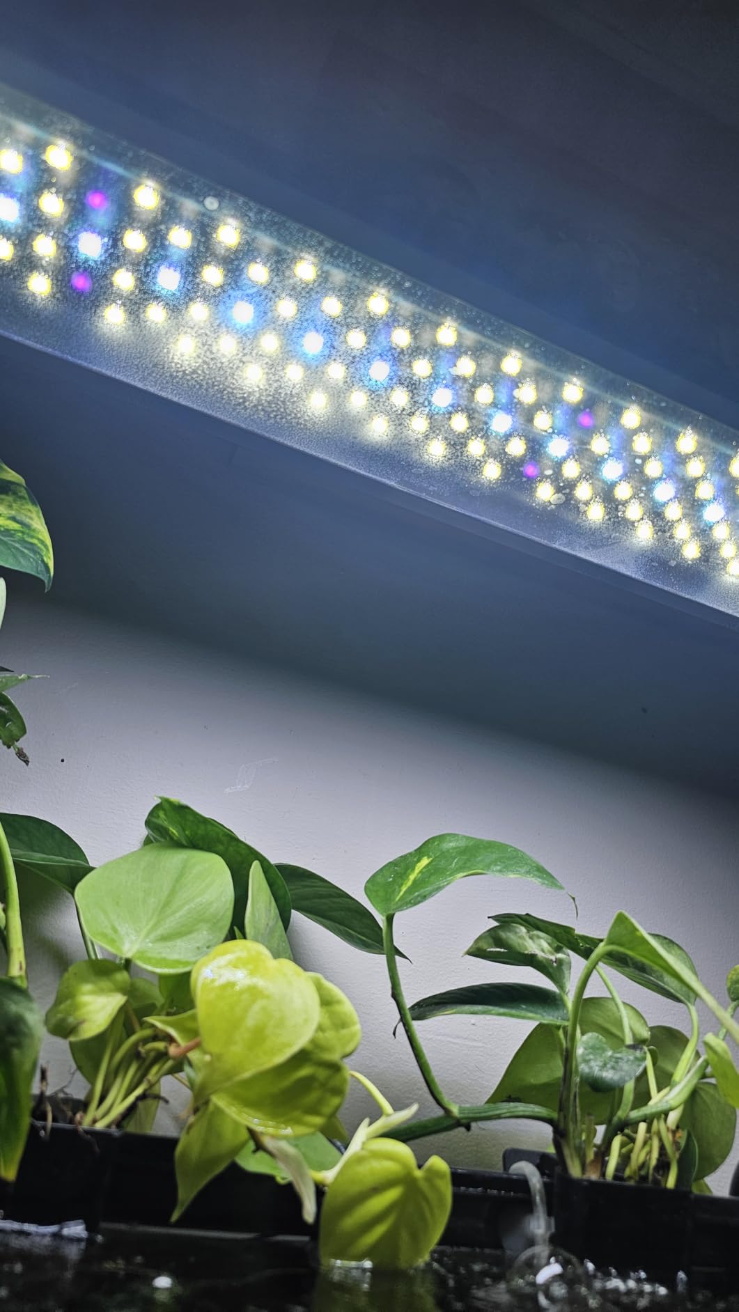 FZONE LED Aquarium Light with APP Control, Full Spectrum for 18-24'' Planted Aquariums, Timer Sunrise/Sunset,24W (Light 45) customer photo 1