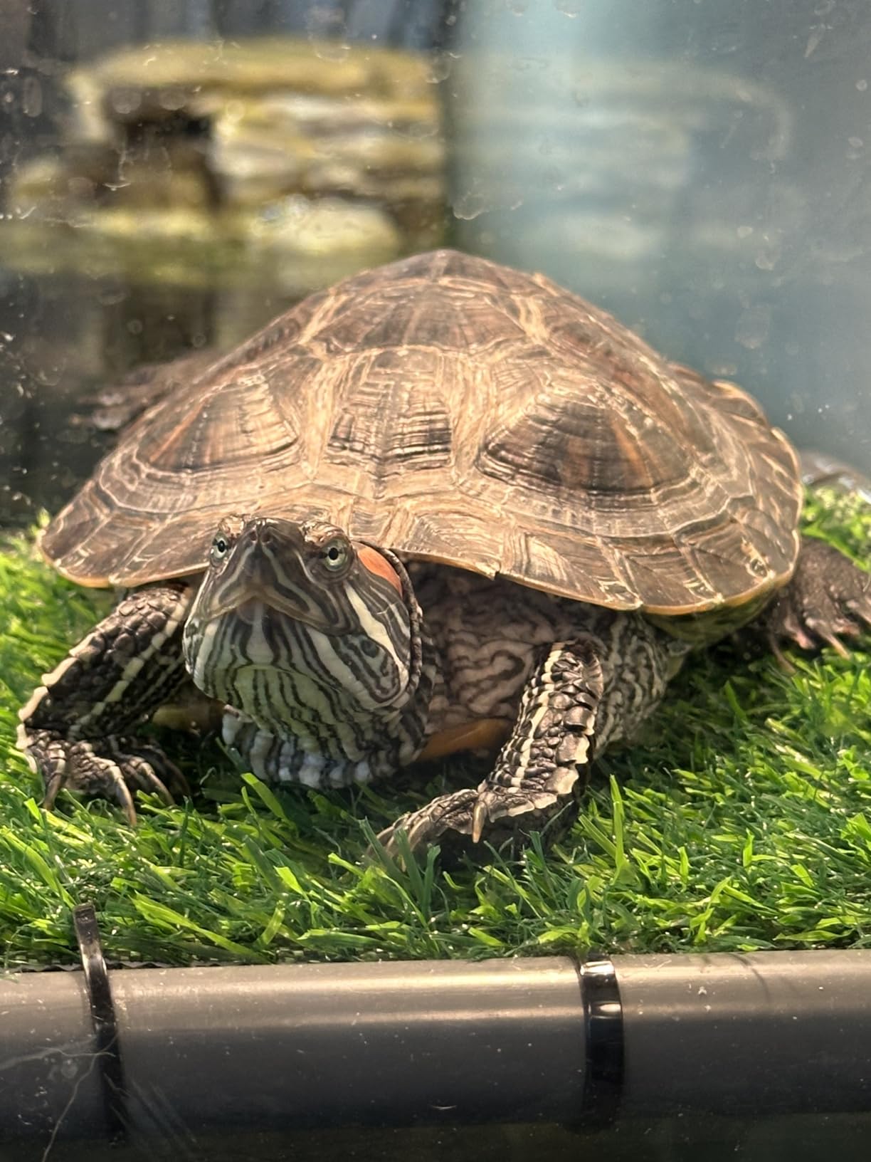 Extra Large Standing Turtle Basking Platform, 13