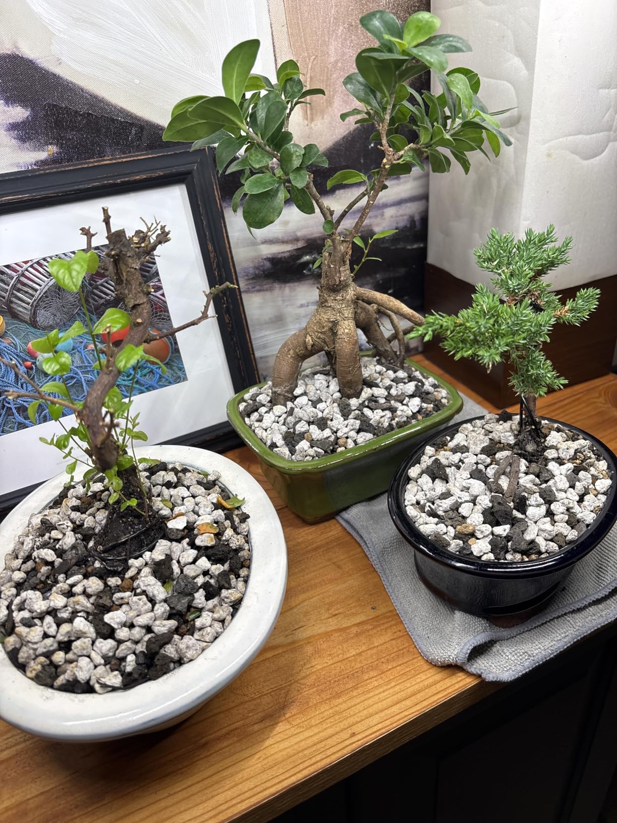 5qts/5l Premium Bonsai Mix - U.S.A. Made Ready to Use - Akadama, Pumice, Lava Rock, Fine Pine Bark - Large Bag for All Bonsai Tree - High Drainage Potting, Repotting (Bonsai Soil / 5 QT) customer photo 1